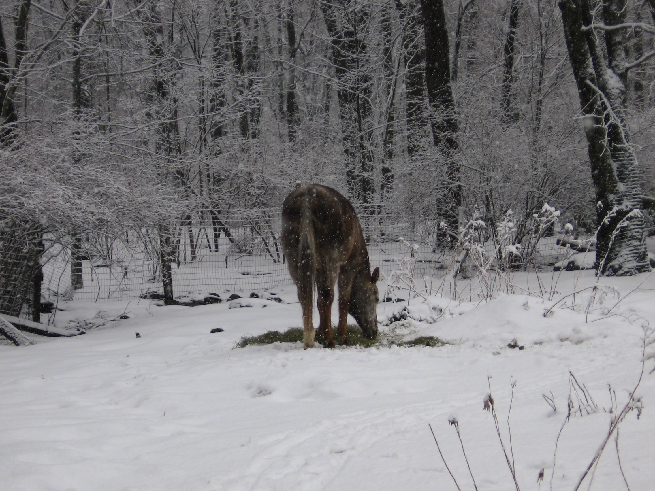 Winter Lunch (user submitted)