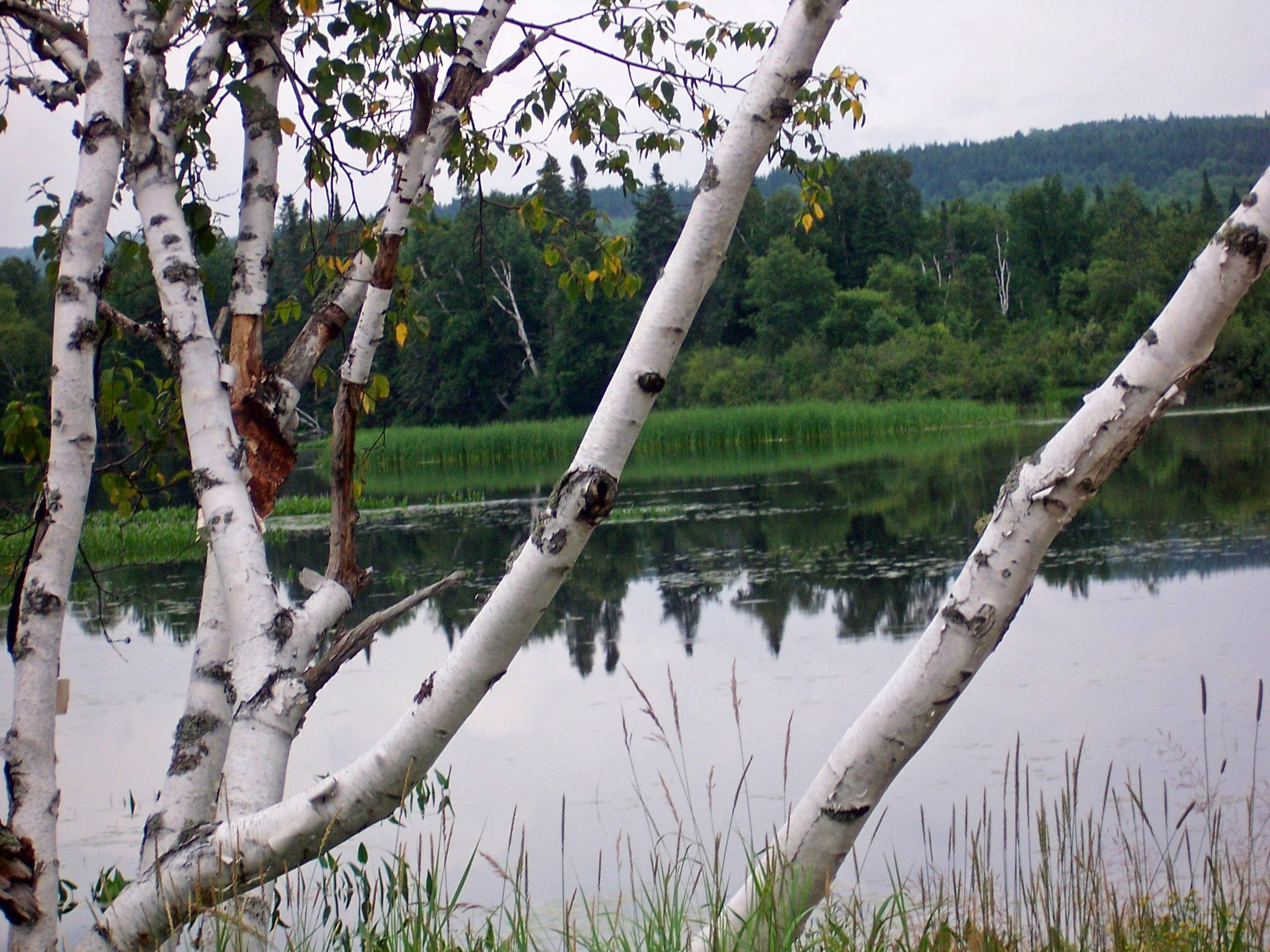 Peeking World Through Birch Covered Branches (user submitted)