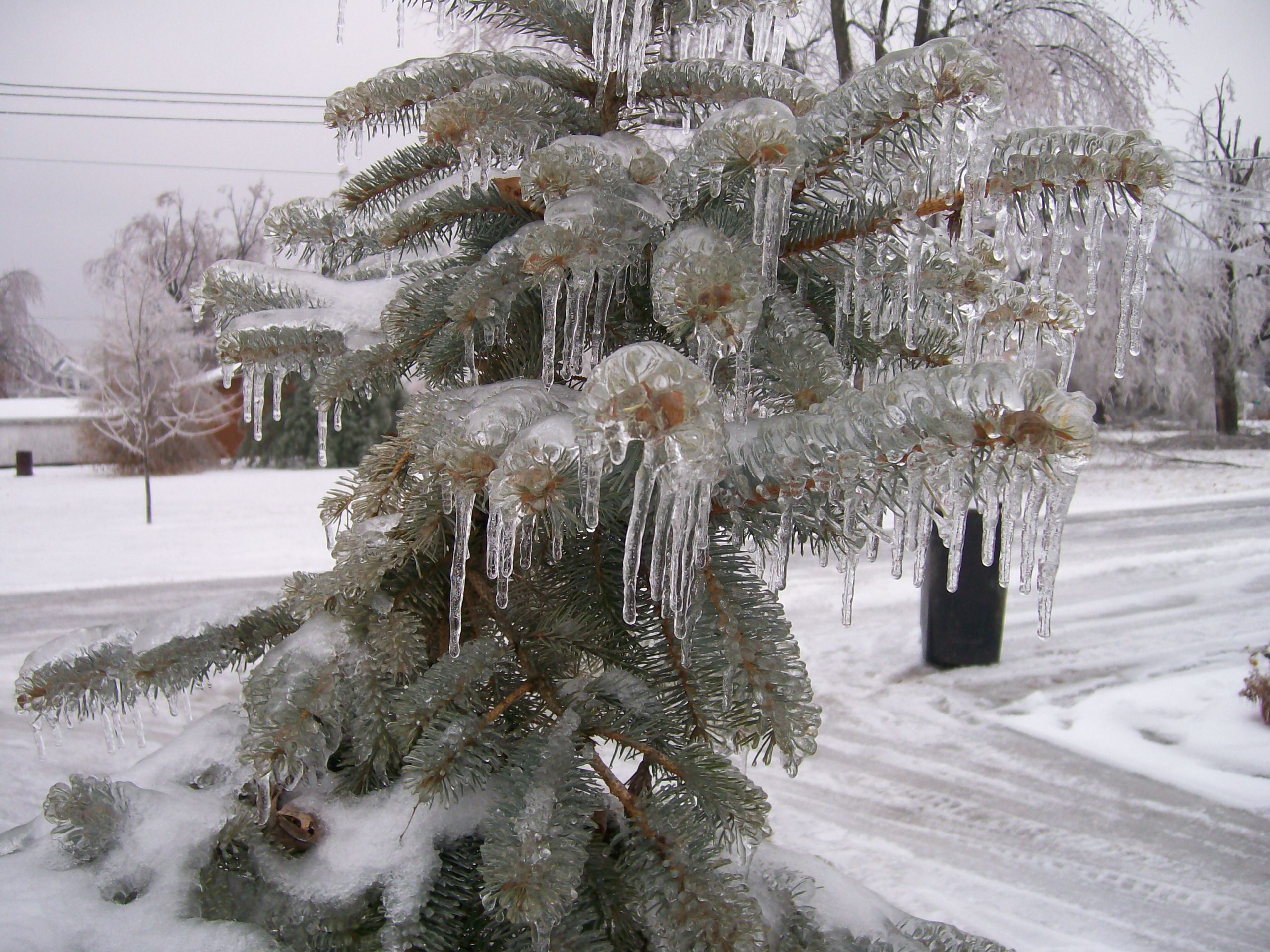 Ice Storm 2008 (user submitted)