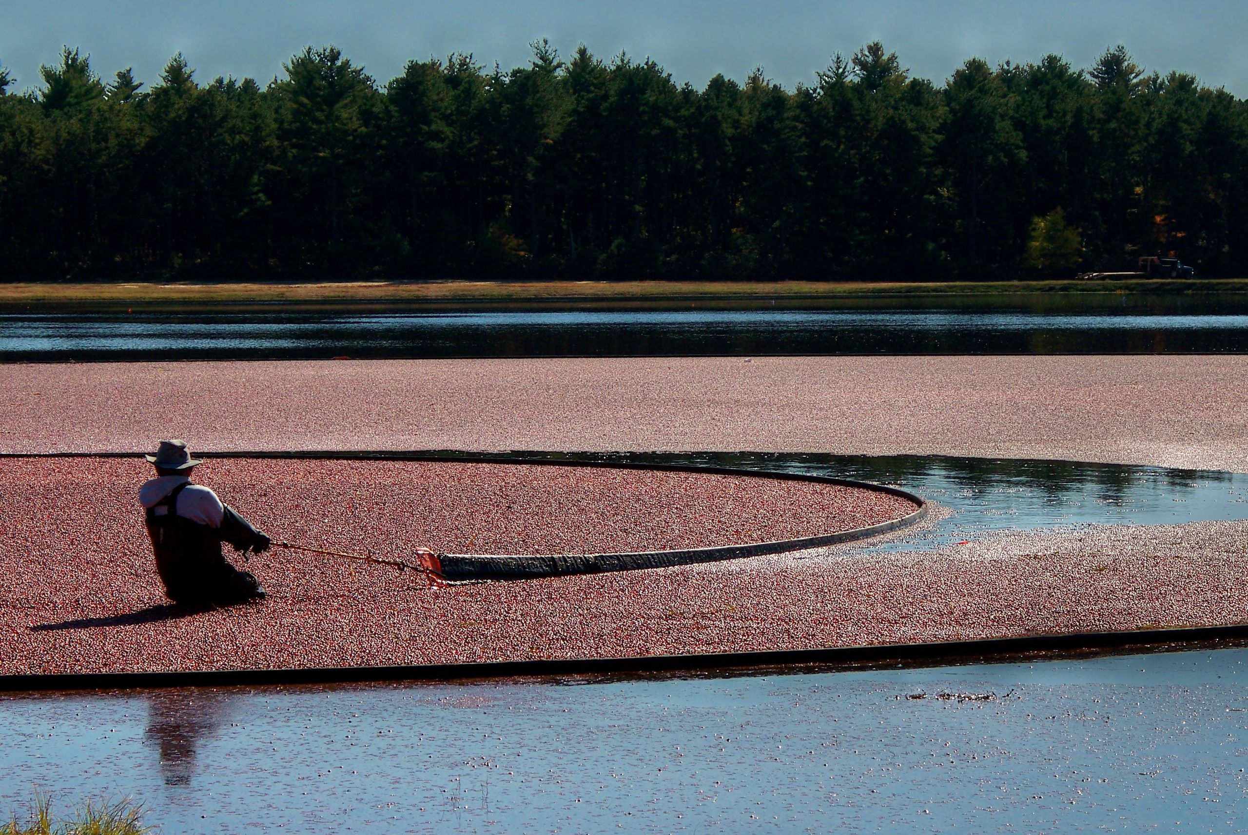 Cranberry World (user submitted)