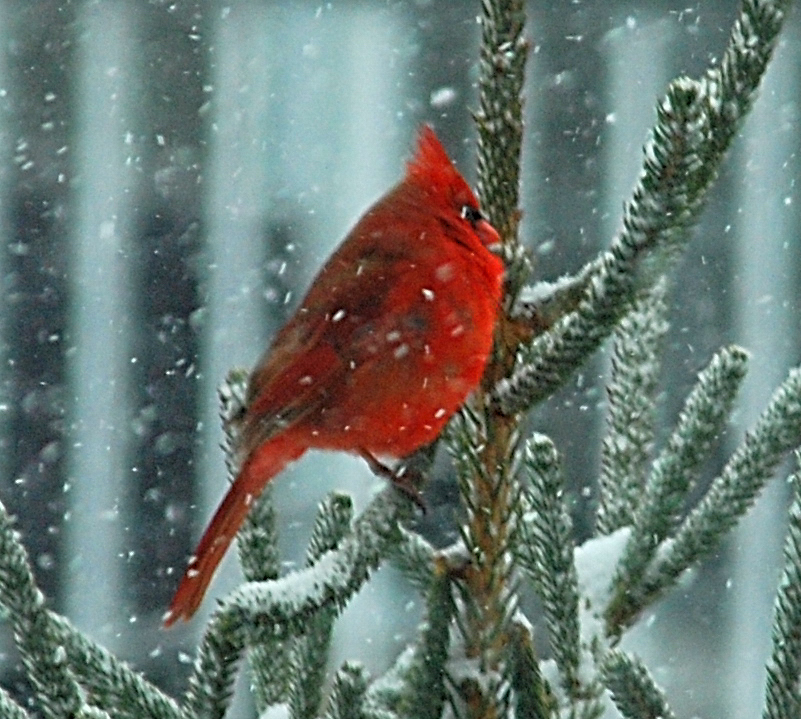 Cardinal In Snow (user submitted)