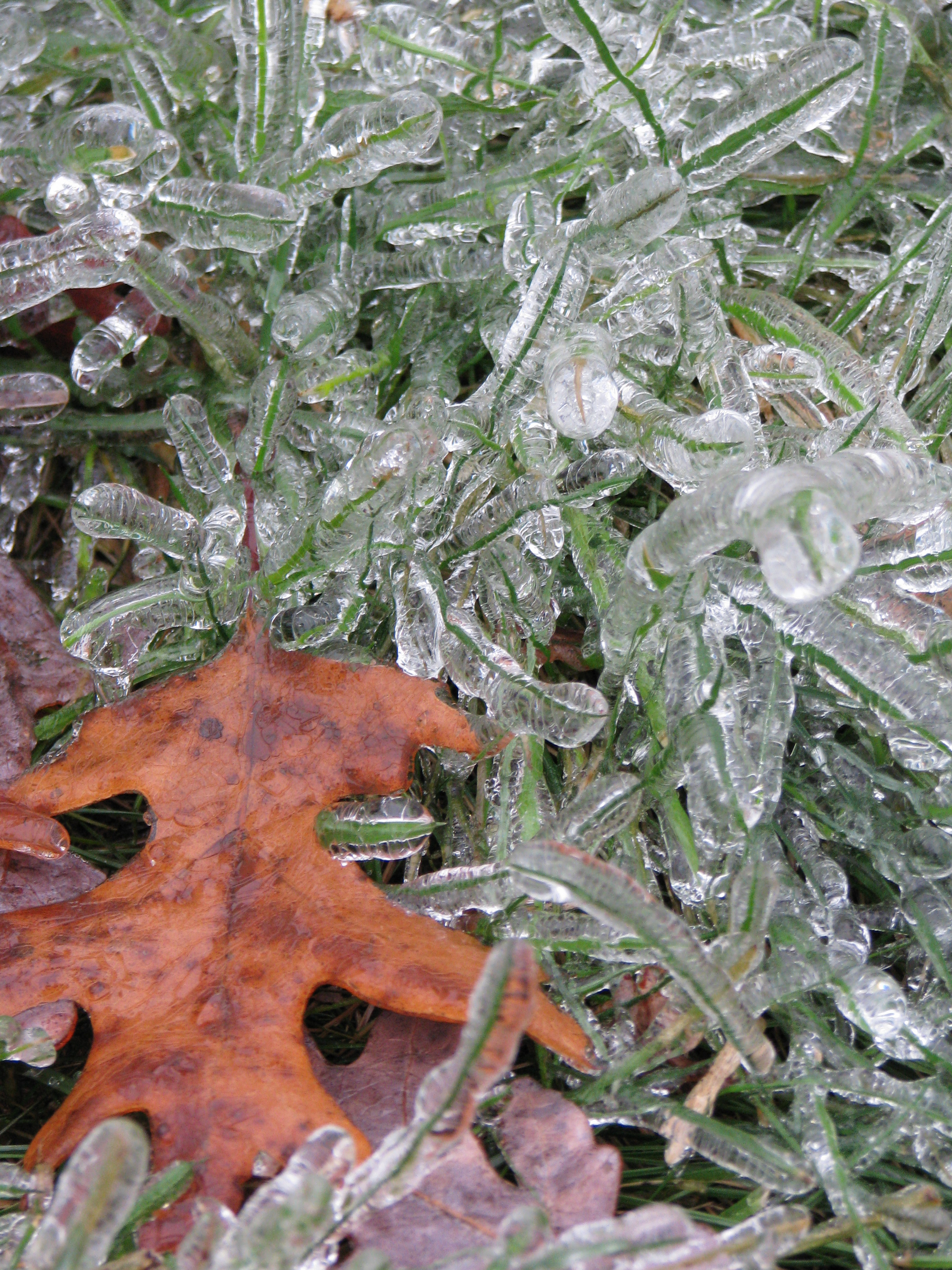 Ice Encased Blades Of Grass New England Today