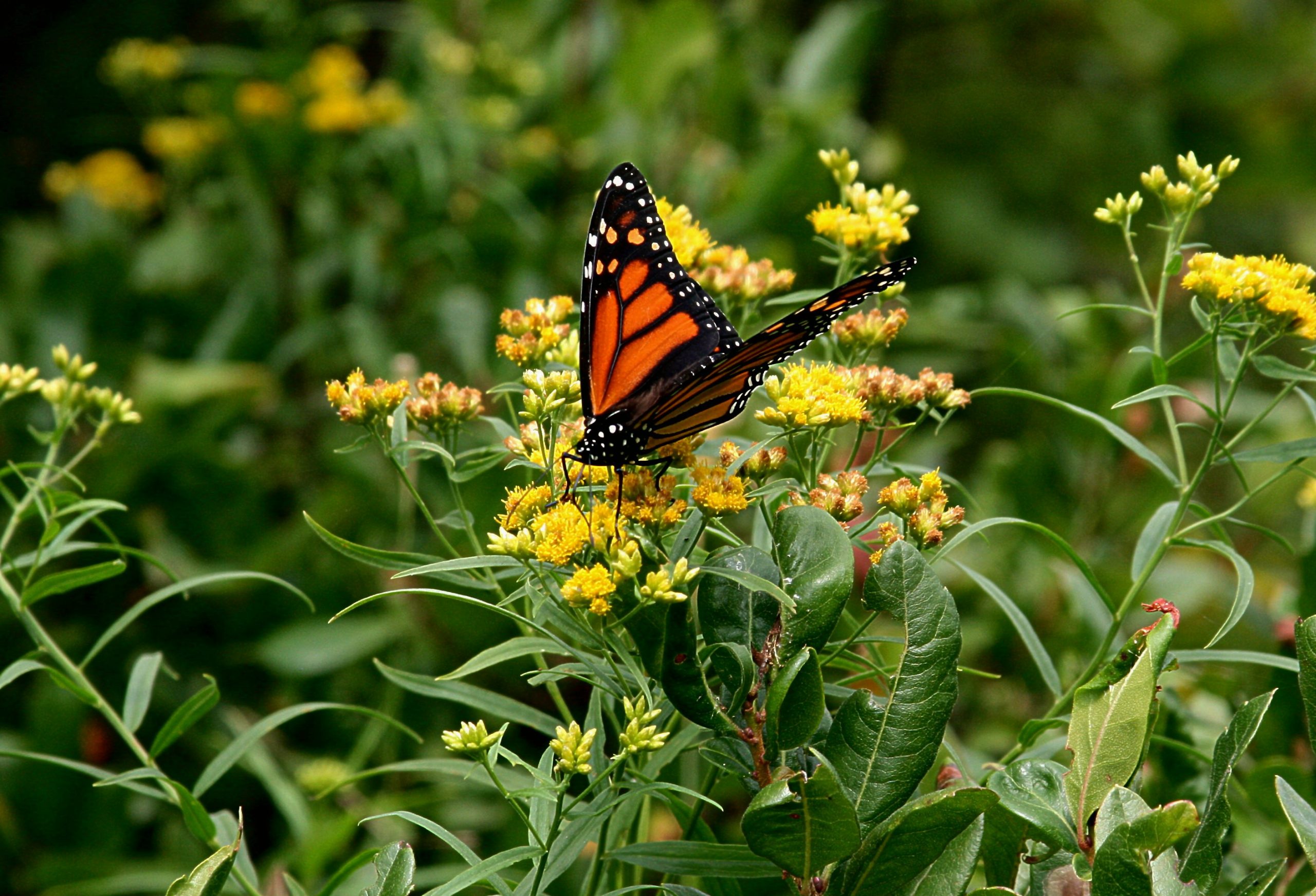 The Gardens Of Monhegan (user submitted)