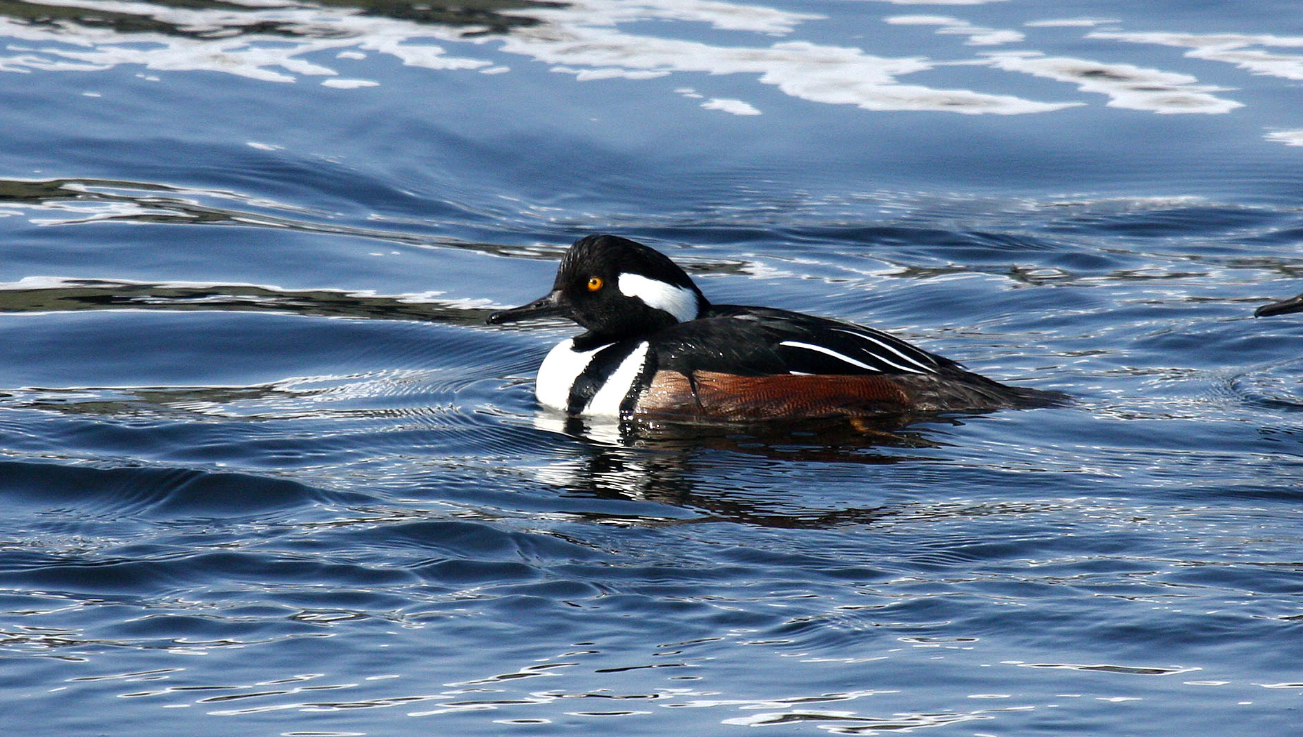Male Hooded Merganser (user submitted)