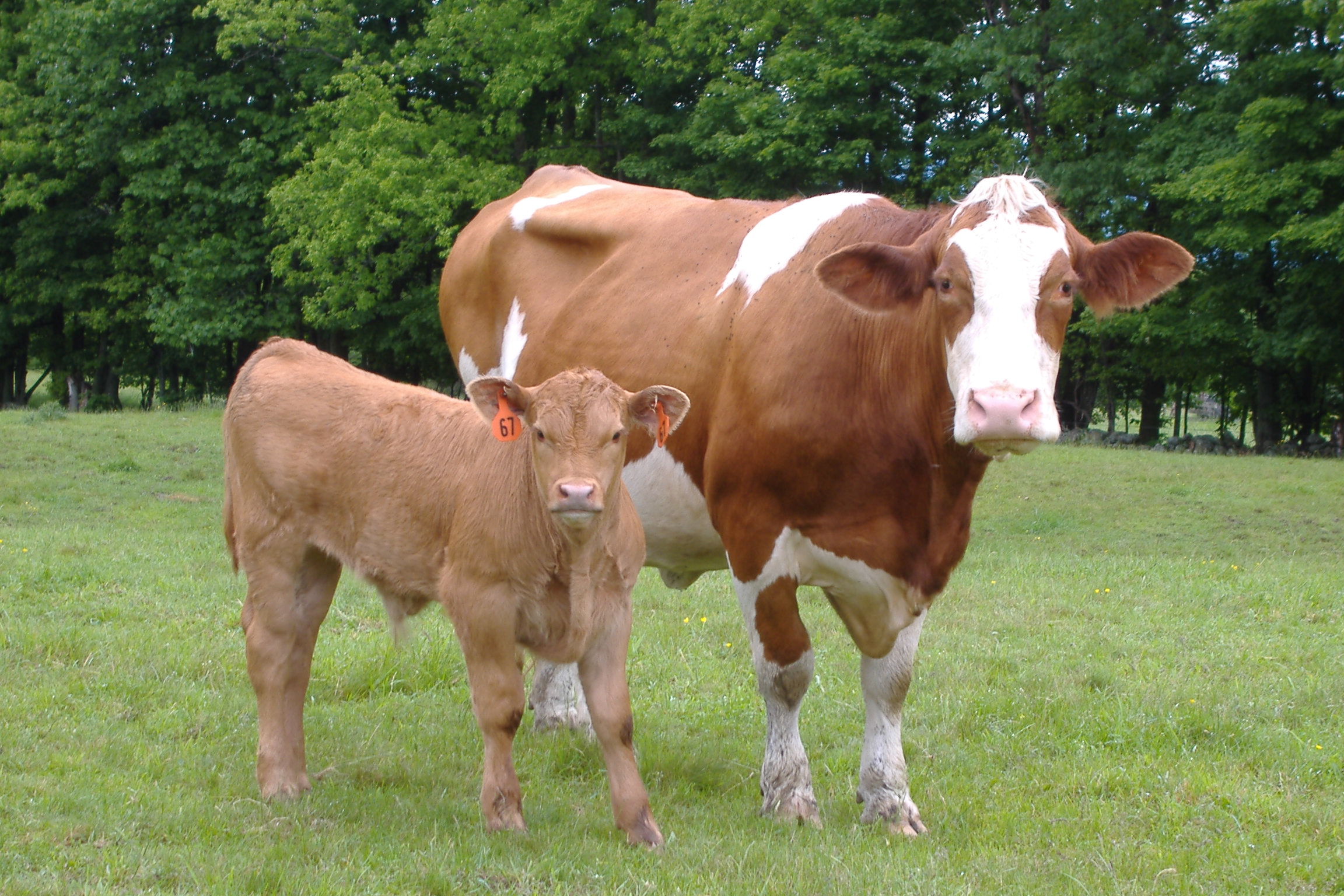 Simmental Cow &amp; Calf (user submitted)