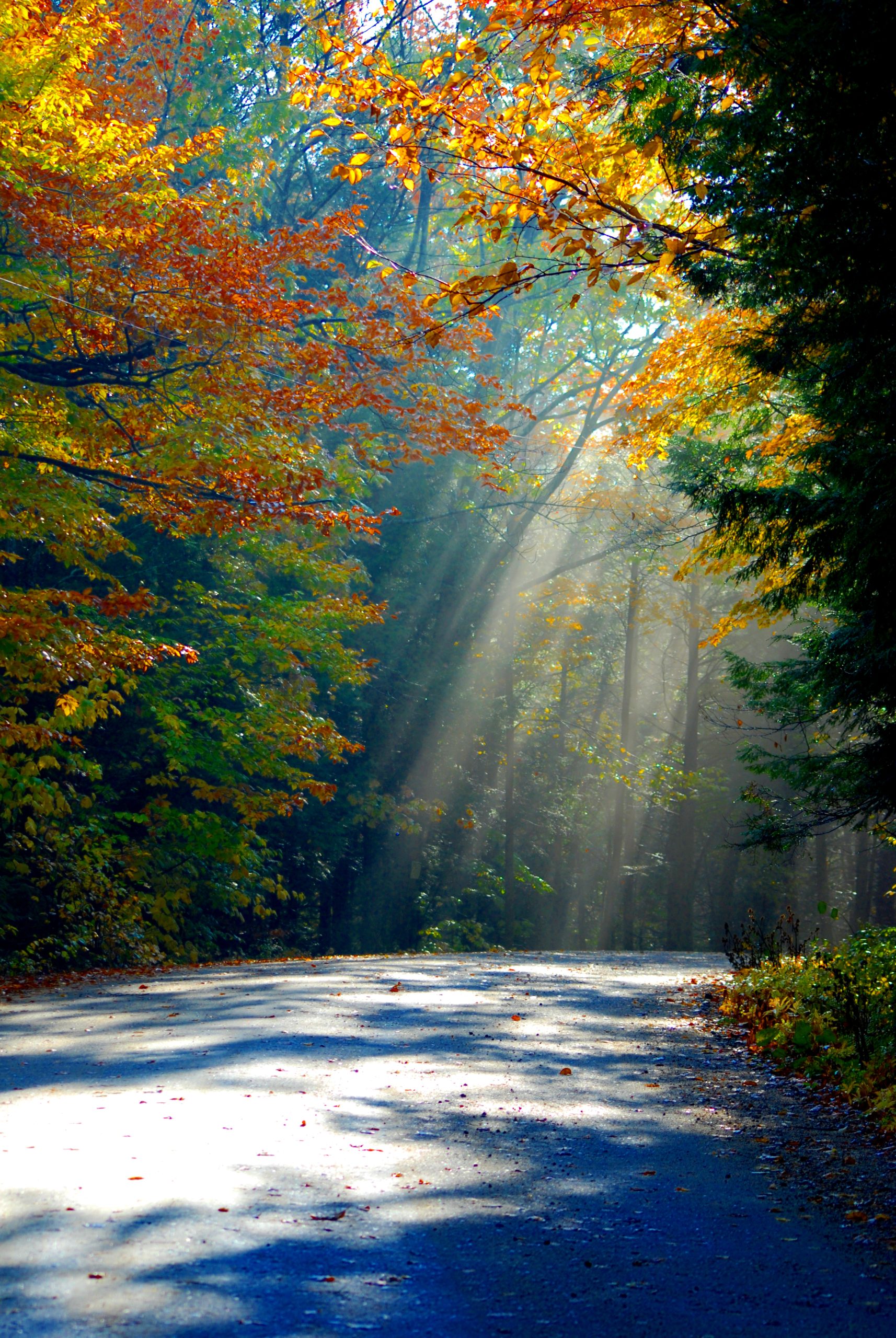 Fall Rays (user submitted)