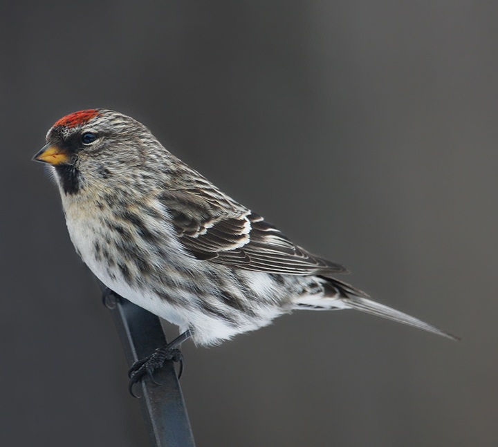 Common Redpoll (user submitted)
