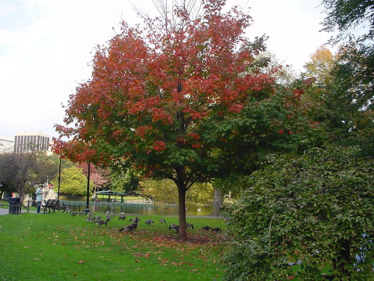 Boston Public Garden (user submitted)