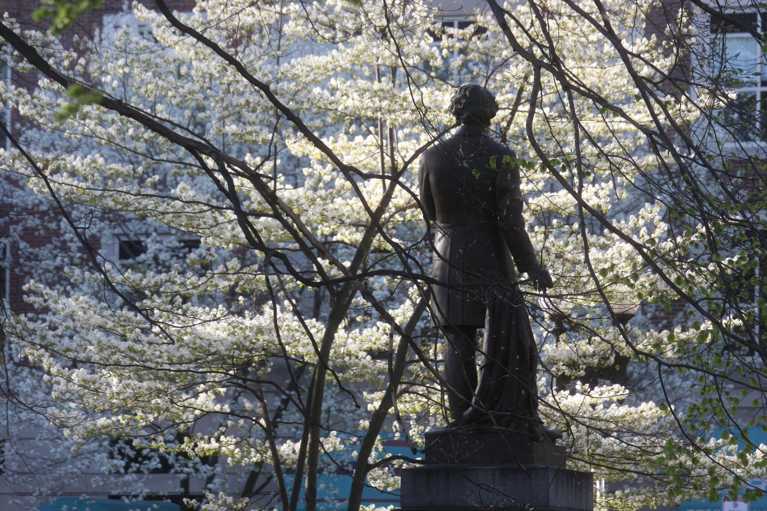 Springtime On The Public Garden (user submitted)