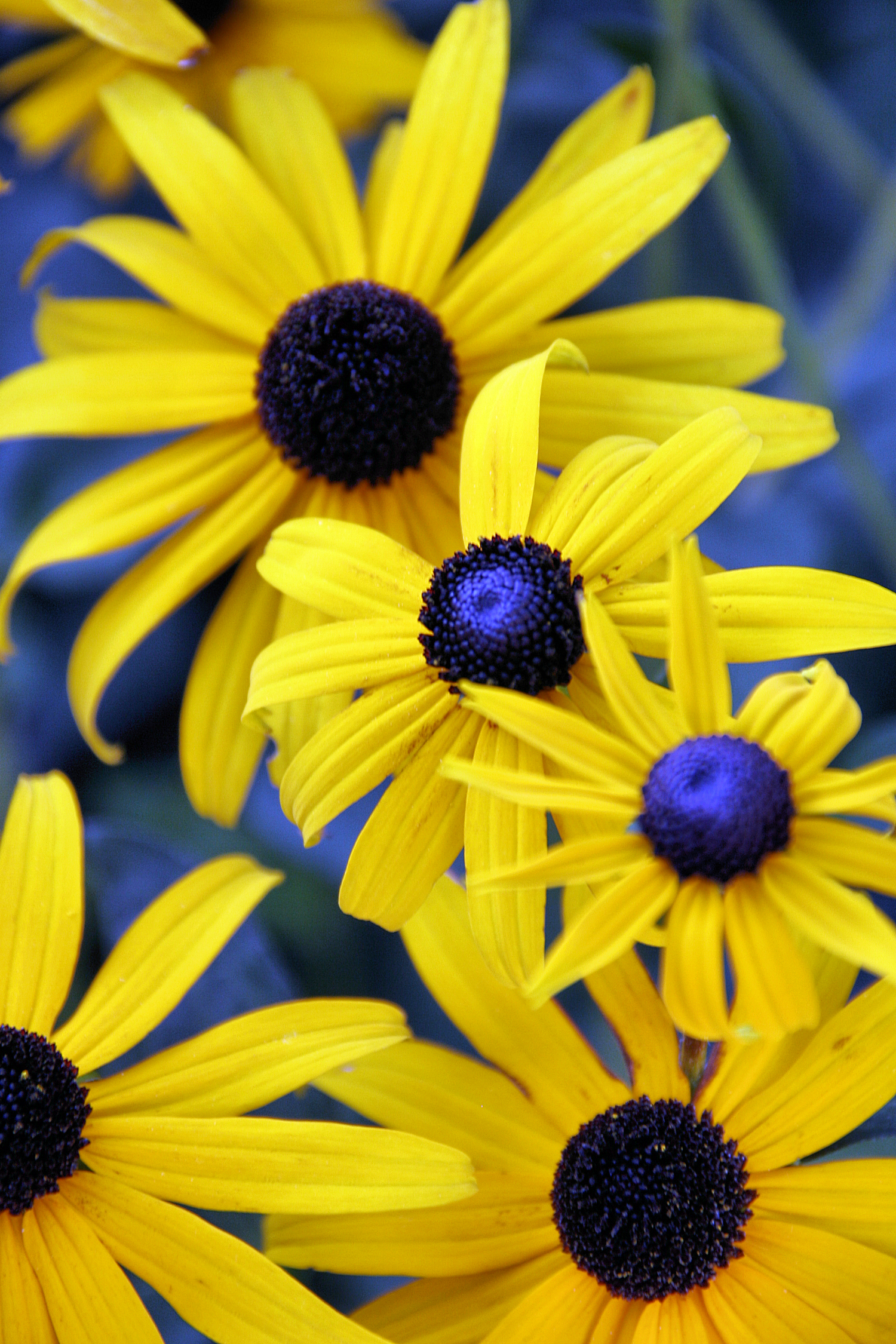 Black-eyed Susans (user submitted)