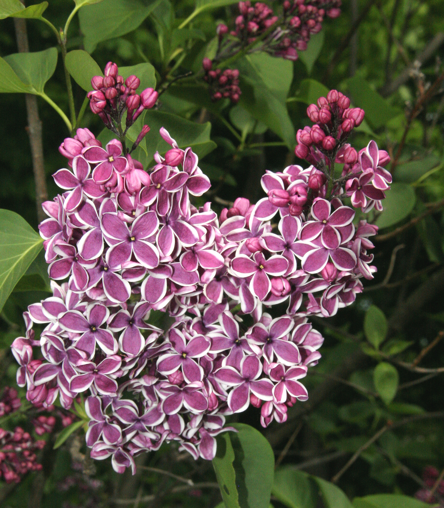 Spring Lilacs (user submitted)