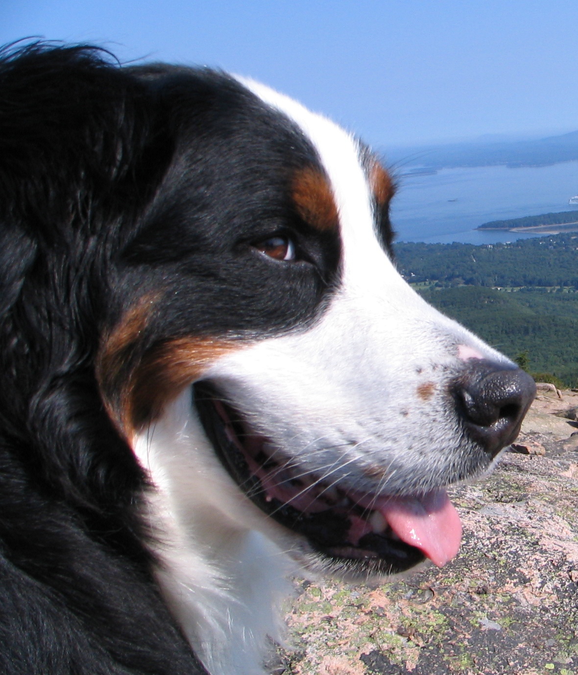 Our Dog, Freeport, On Cadillac Mountain (user submitted)