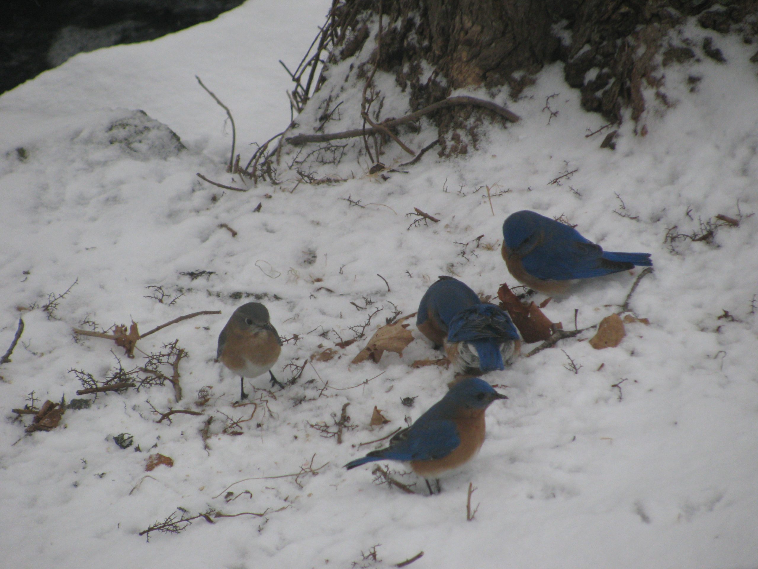 Bluebirds (user submitted)