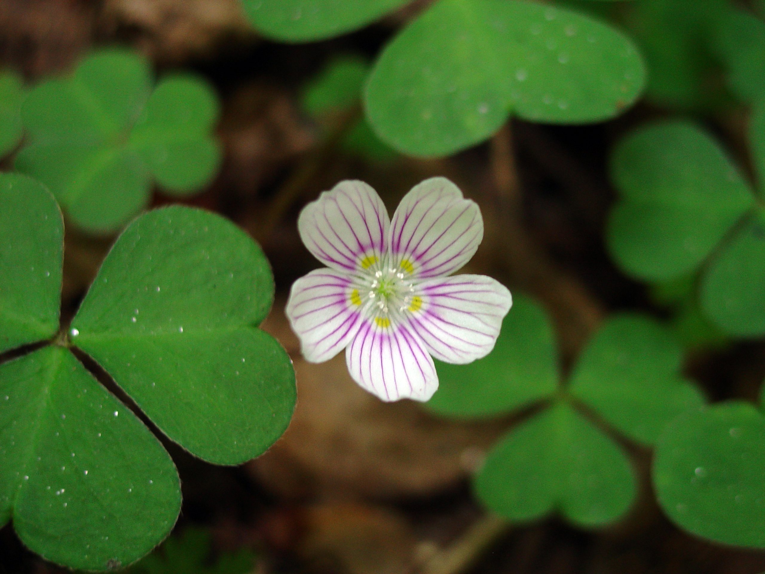 Wood Sorrel (user submitted)