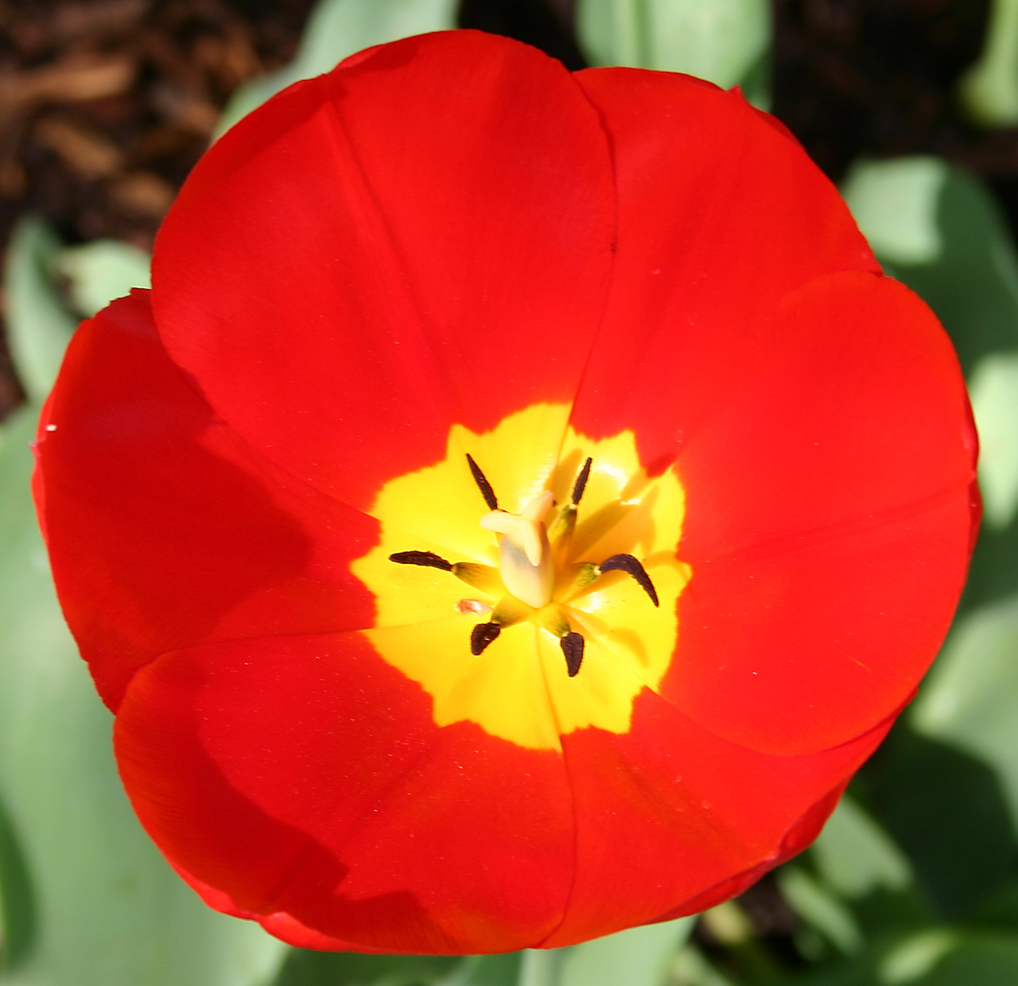 Tulip (user submitted)