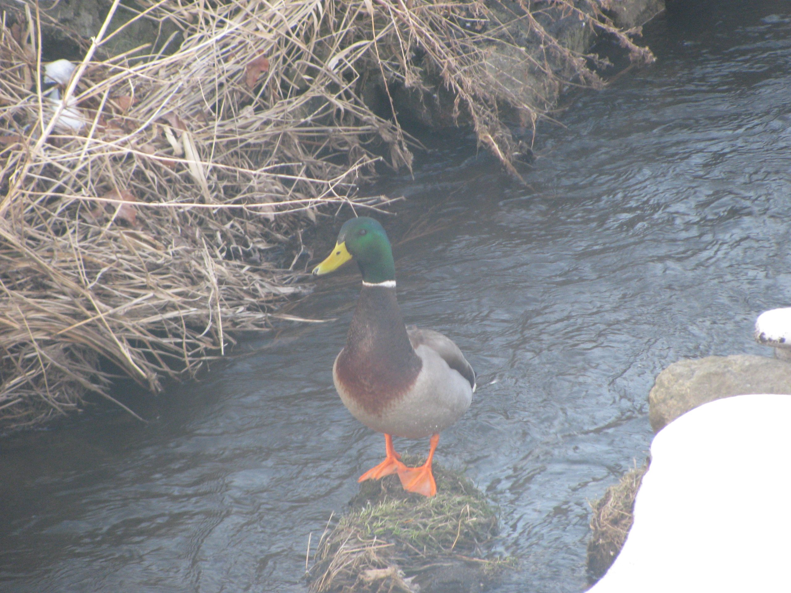 Mallard Duck (user submitted)