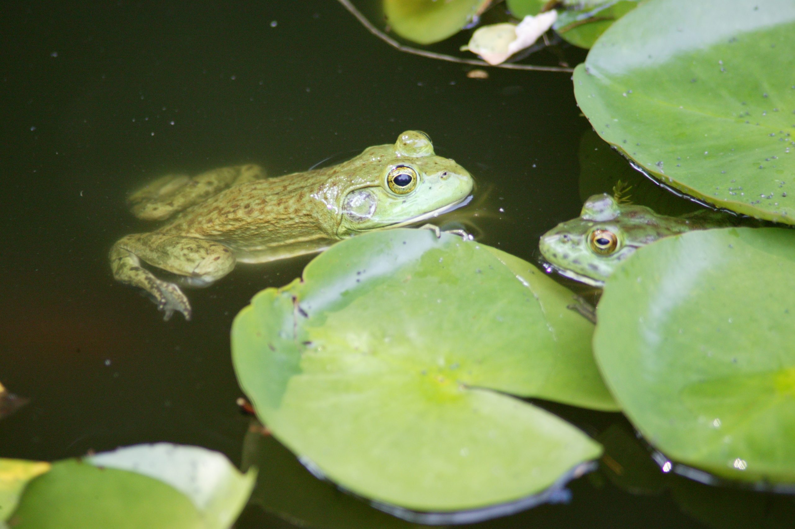 Frog Pond (user submitted)