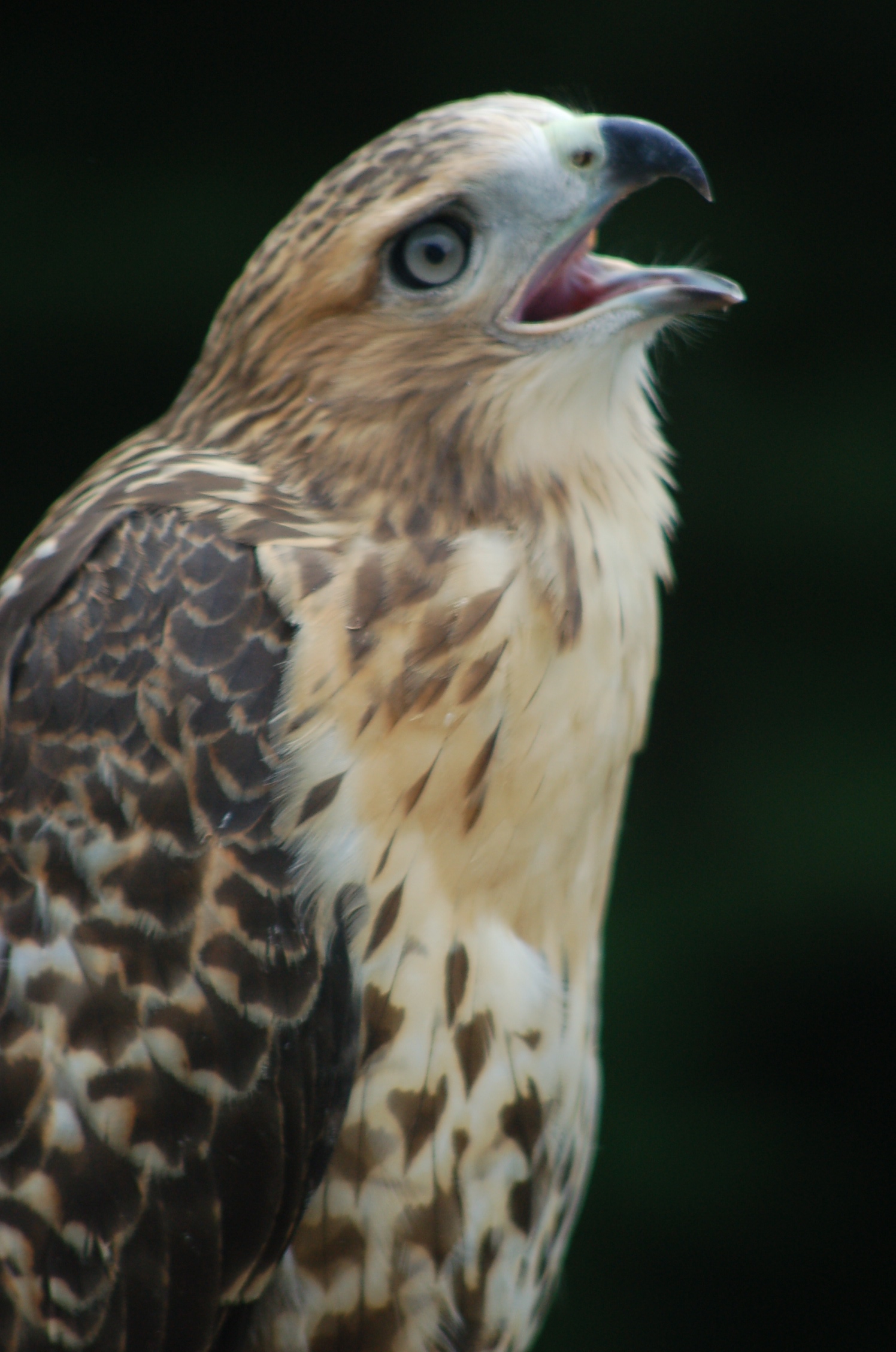 Red Tail Hawk (user submitted)