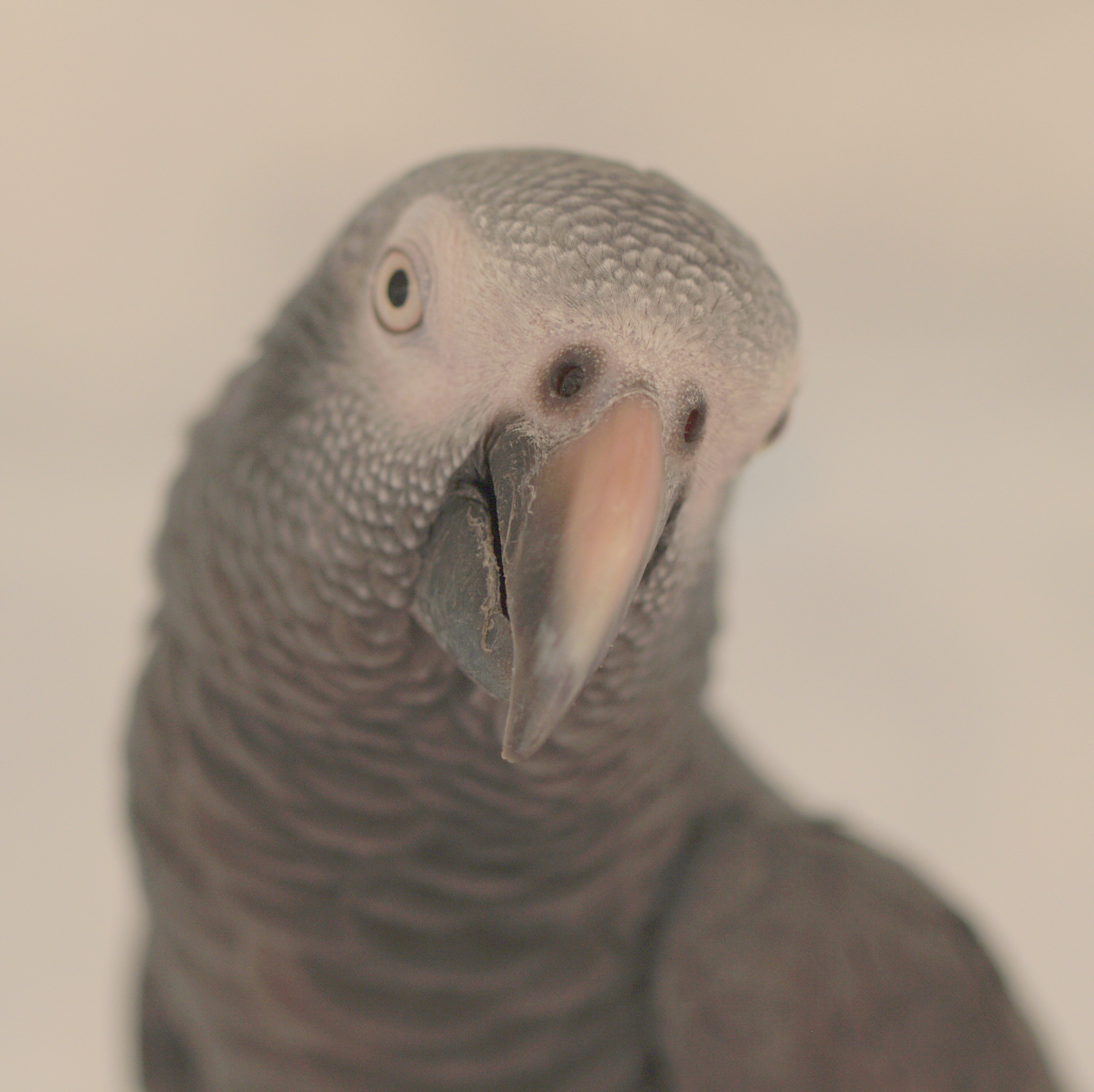 Gawyn Timneh African Grey 1 (user submitted)