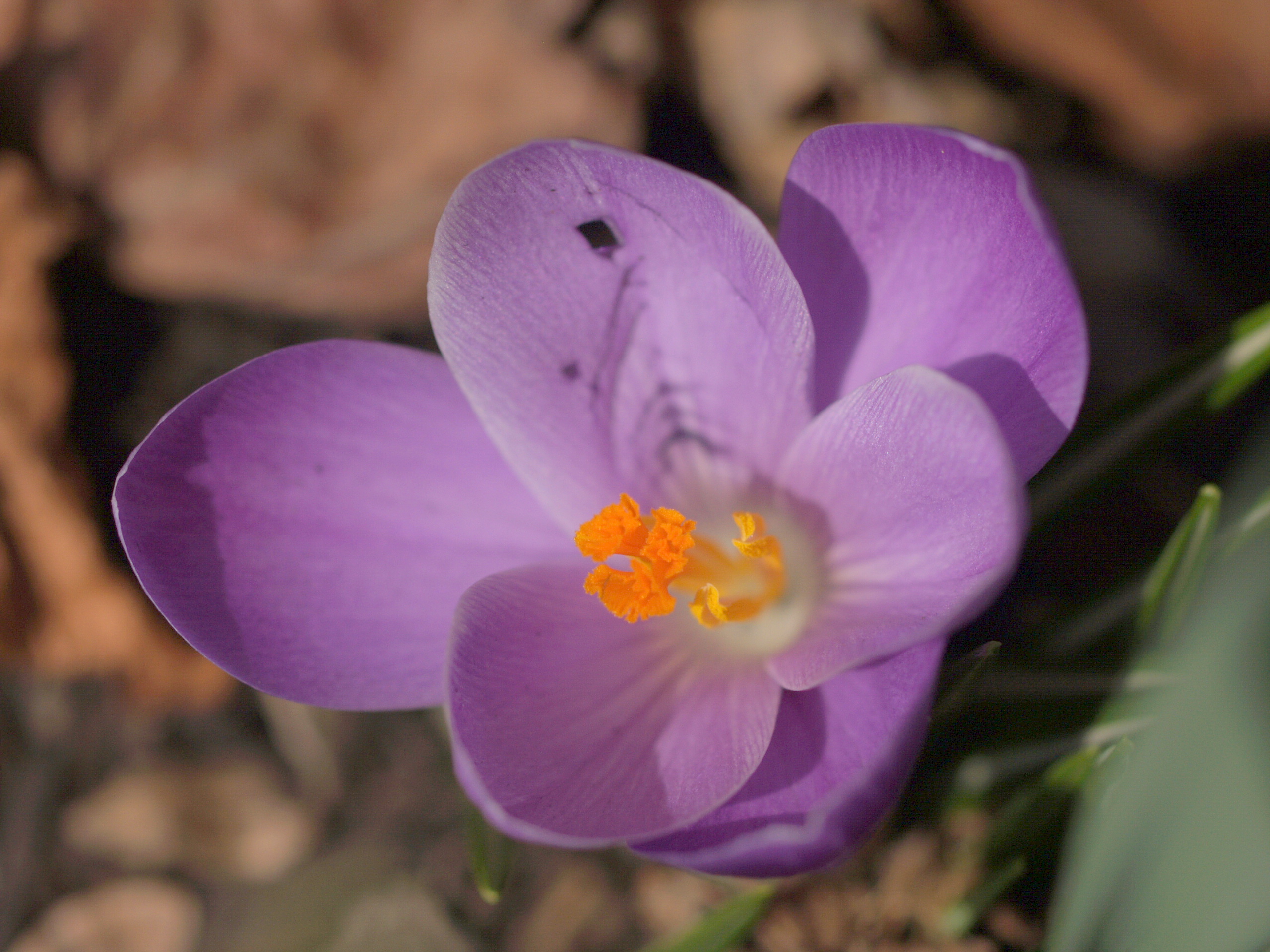 Spring Purple Crocus (user submitted)