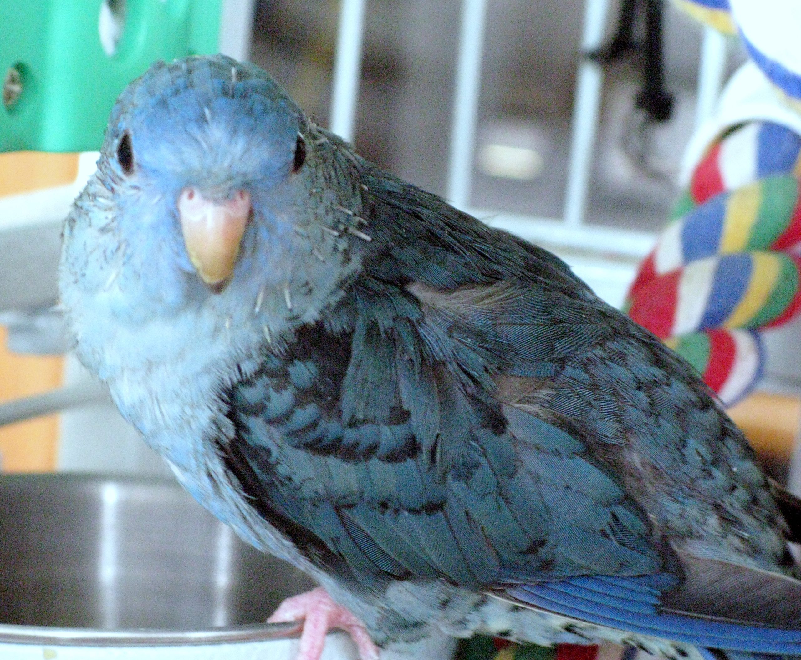 Gareth Lineolatd Parakeet Cobolt Mutation (user submitted)