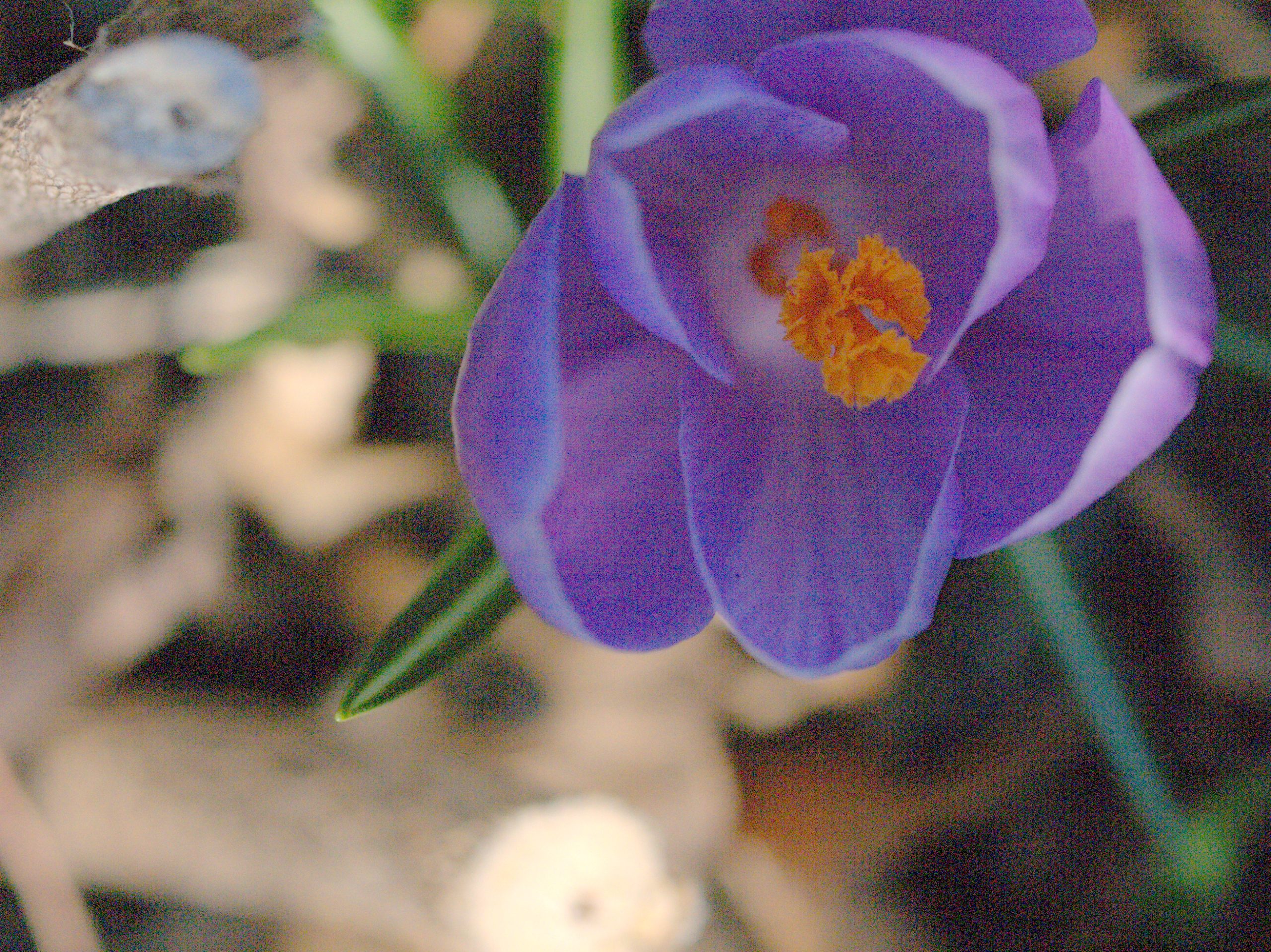 Purple Crocus 3-26-09 (user submitted)