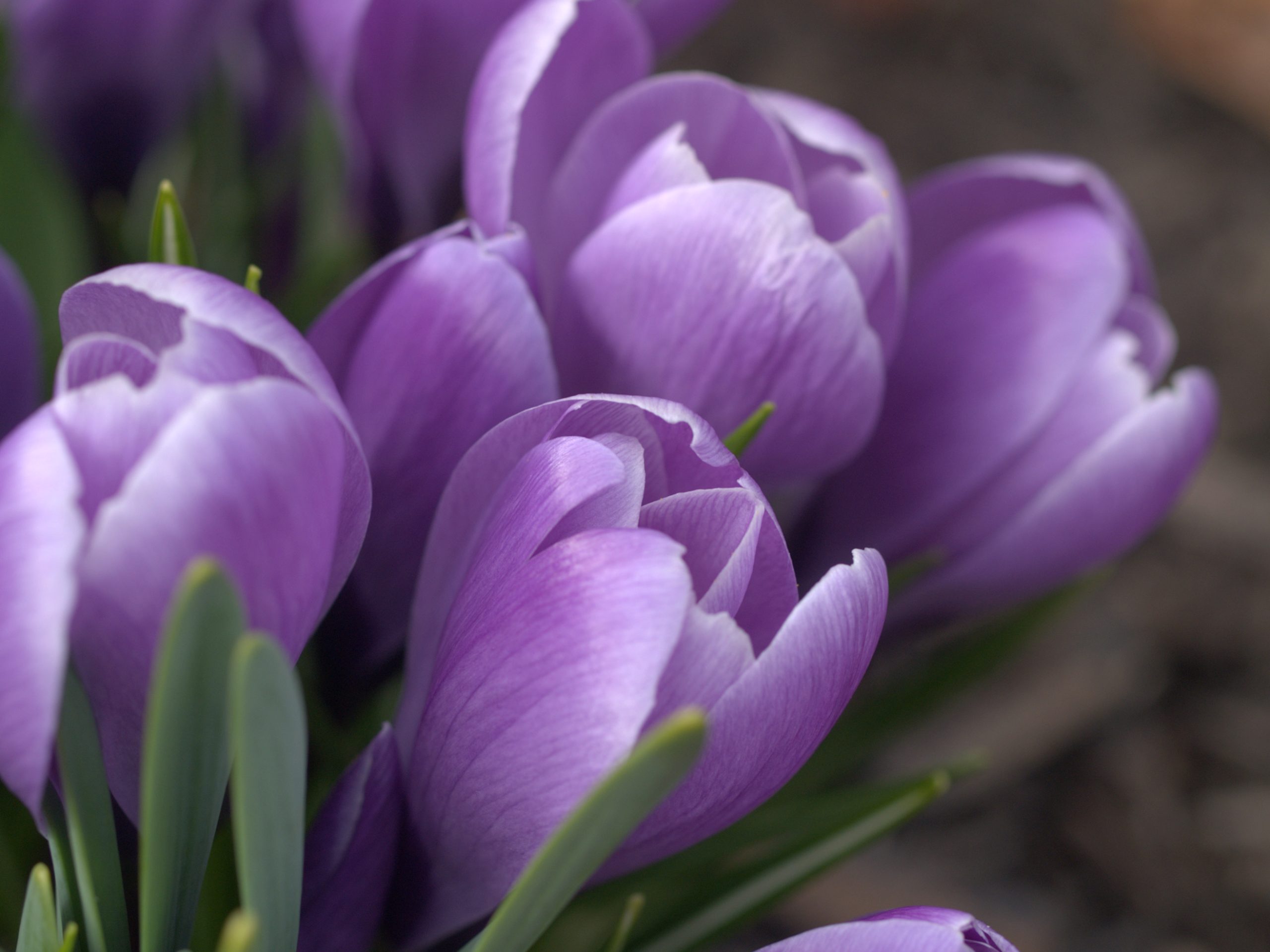 Group Of Purple Crocus (user submitted)