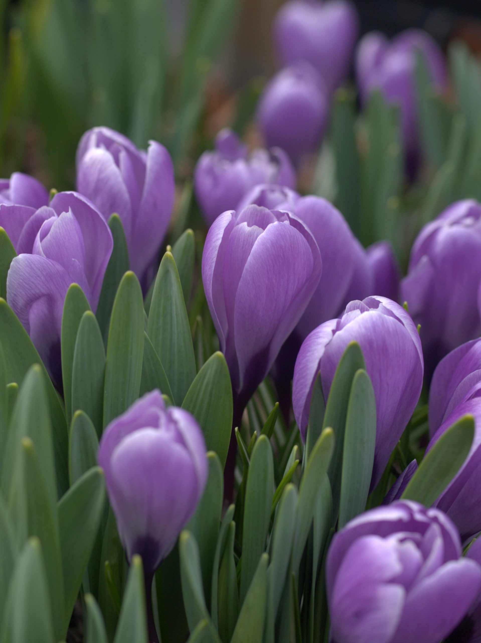 Another Bunch Of Purple Crocus (user submitted)