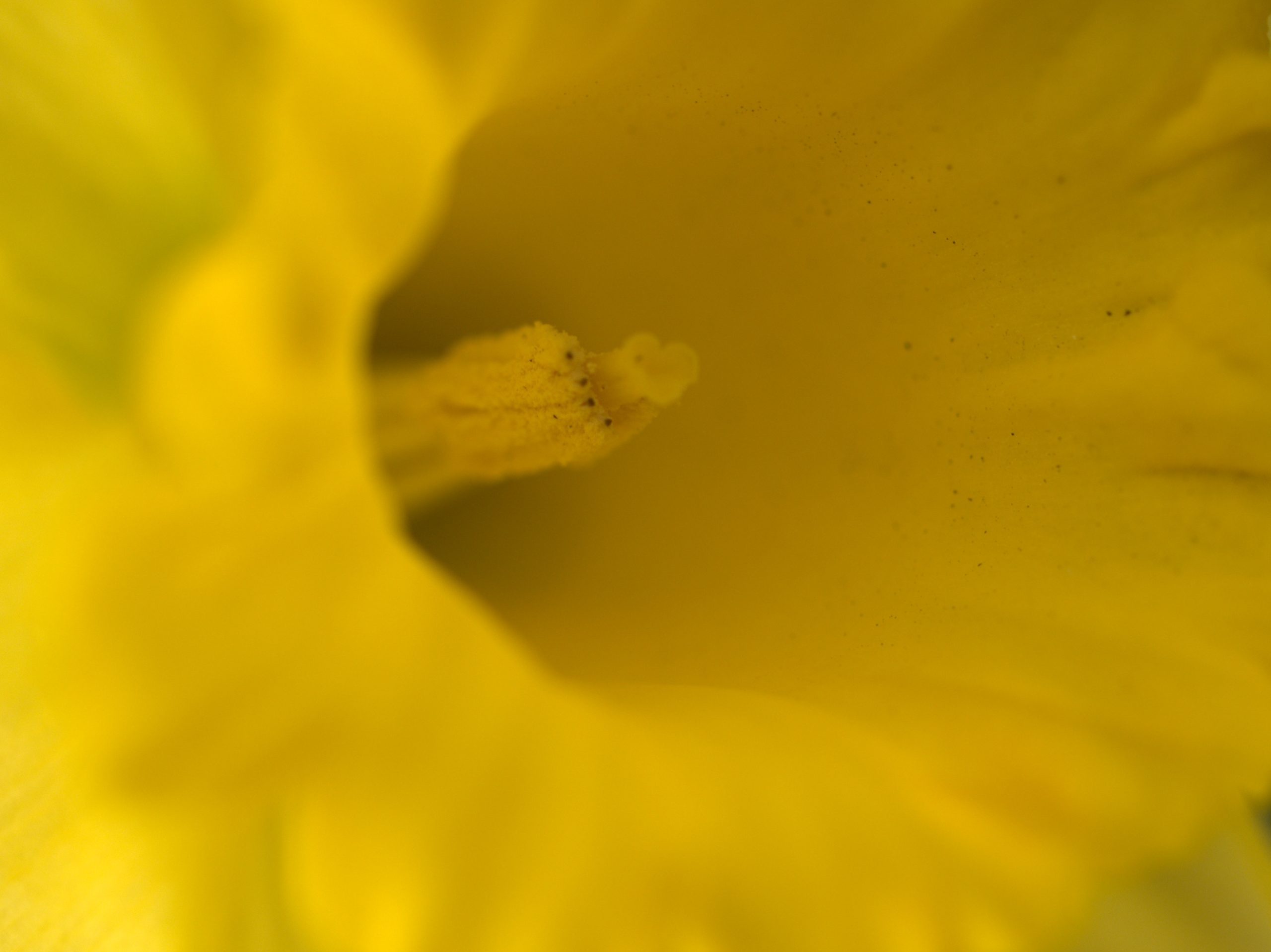 Tighter Macro Of Yellow Daffodil (user submitted)