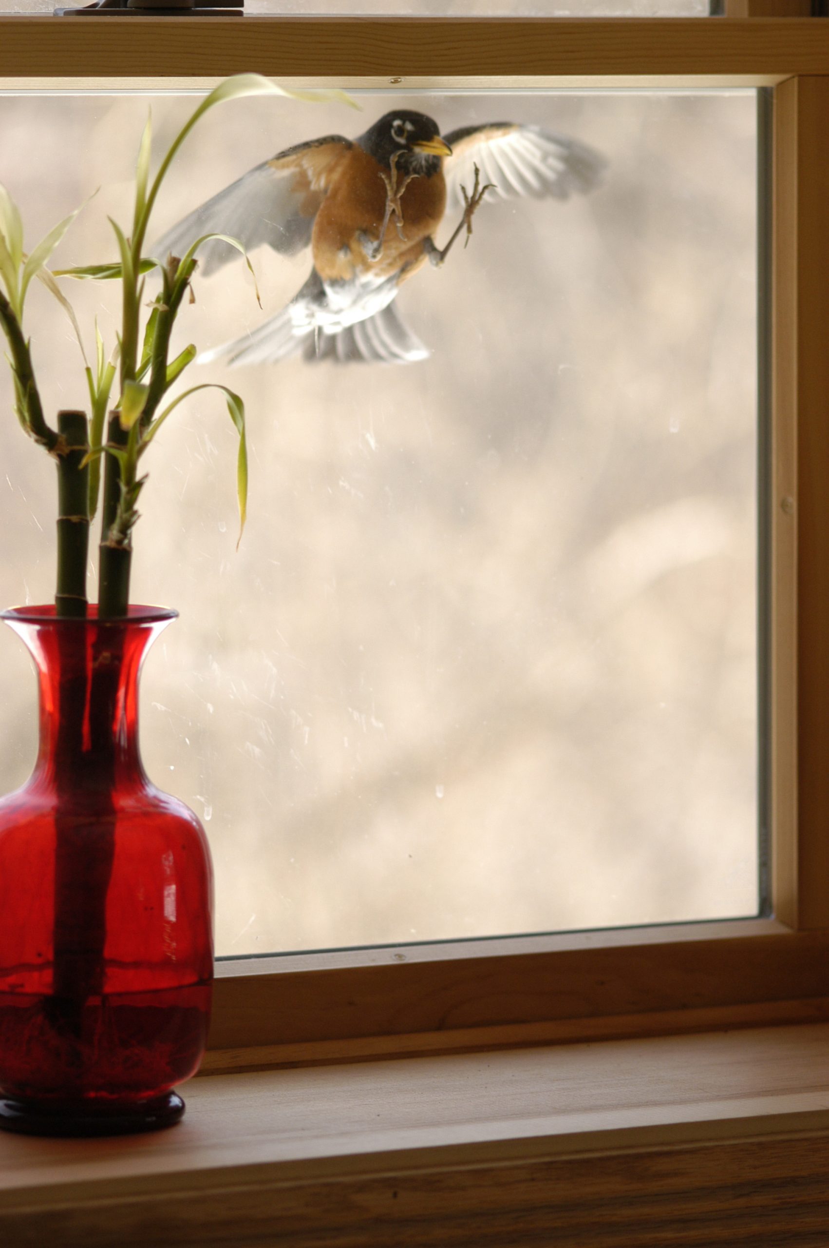 A Robin At The Window (user submitted)