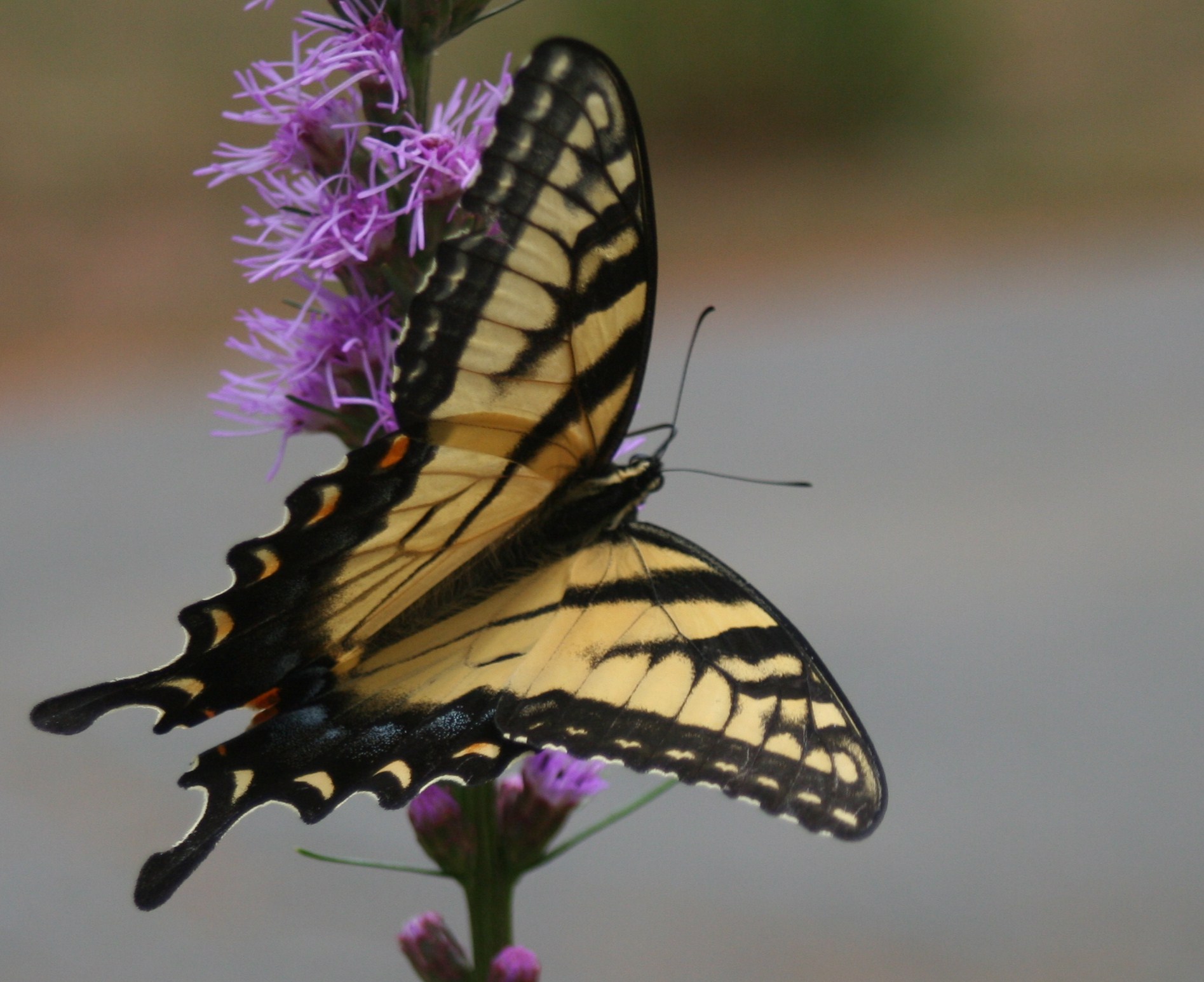 Tiger-swallowtail (user submitted)