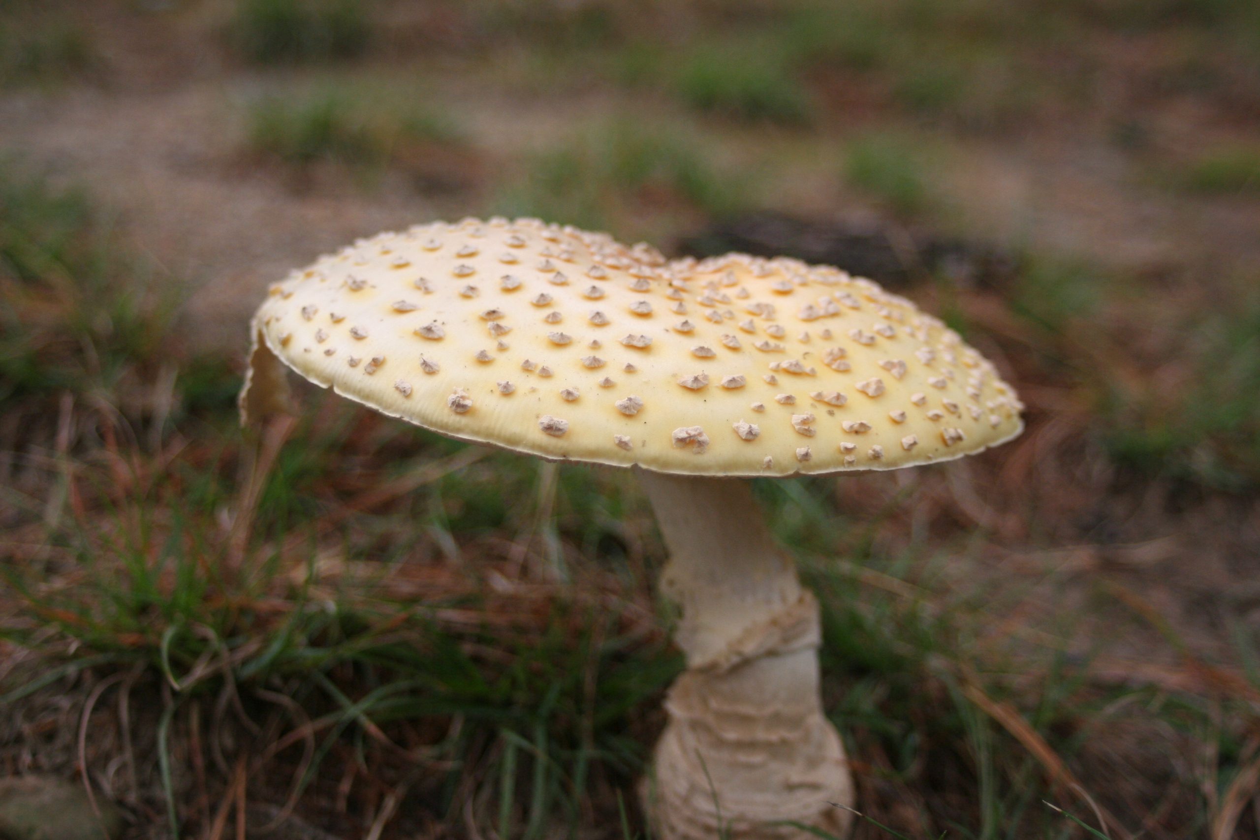 Mushroom (user submitted)