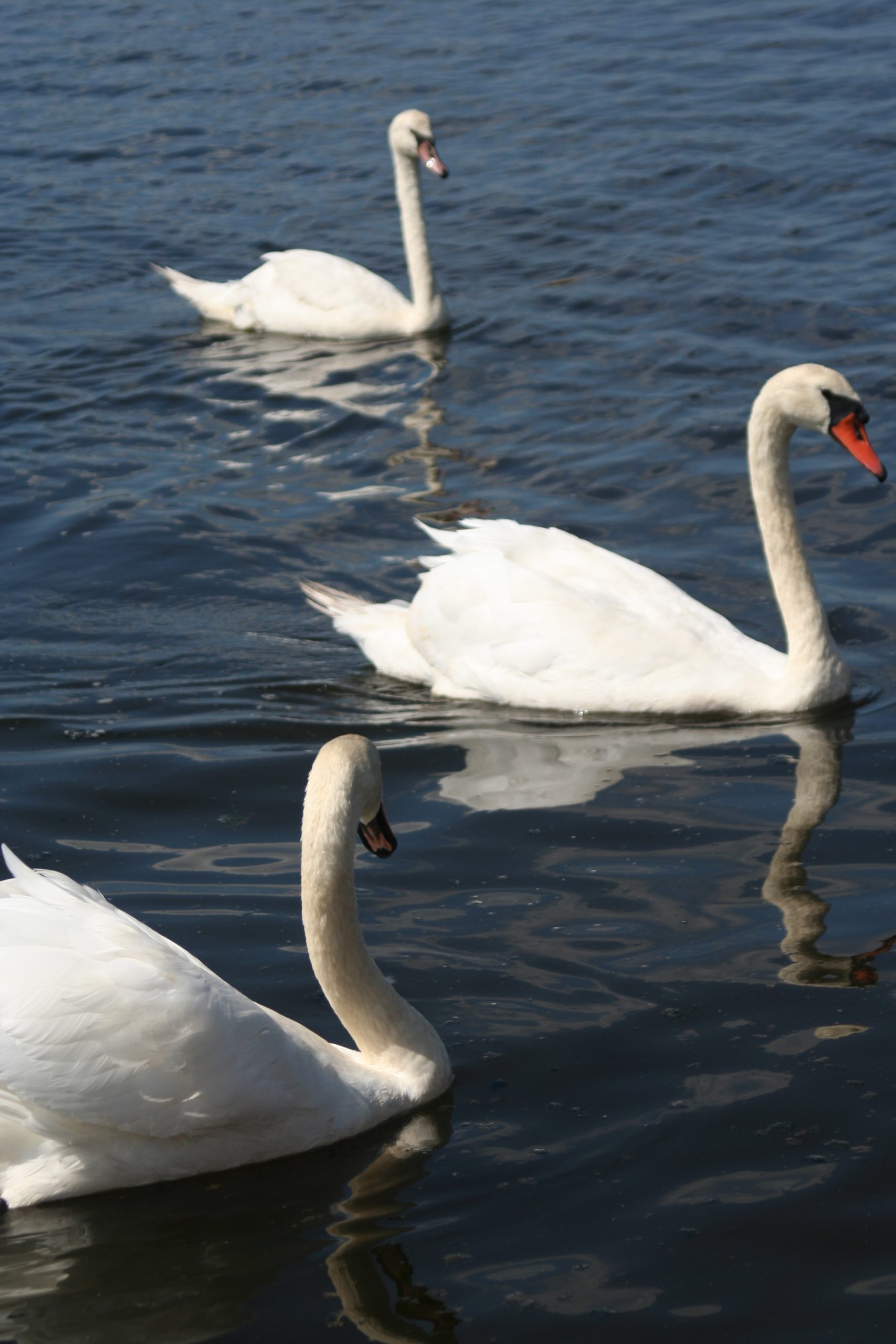Swans At Taunton River (user submitted)