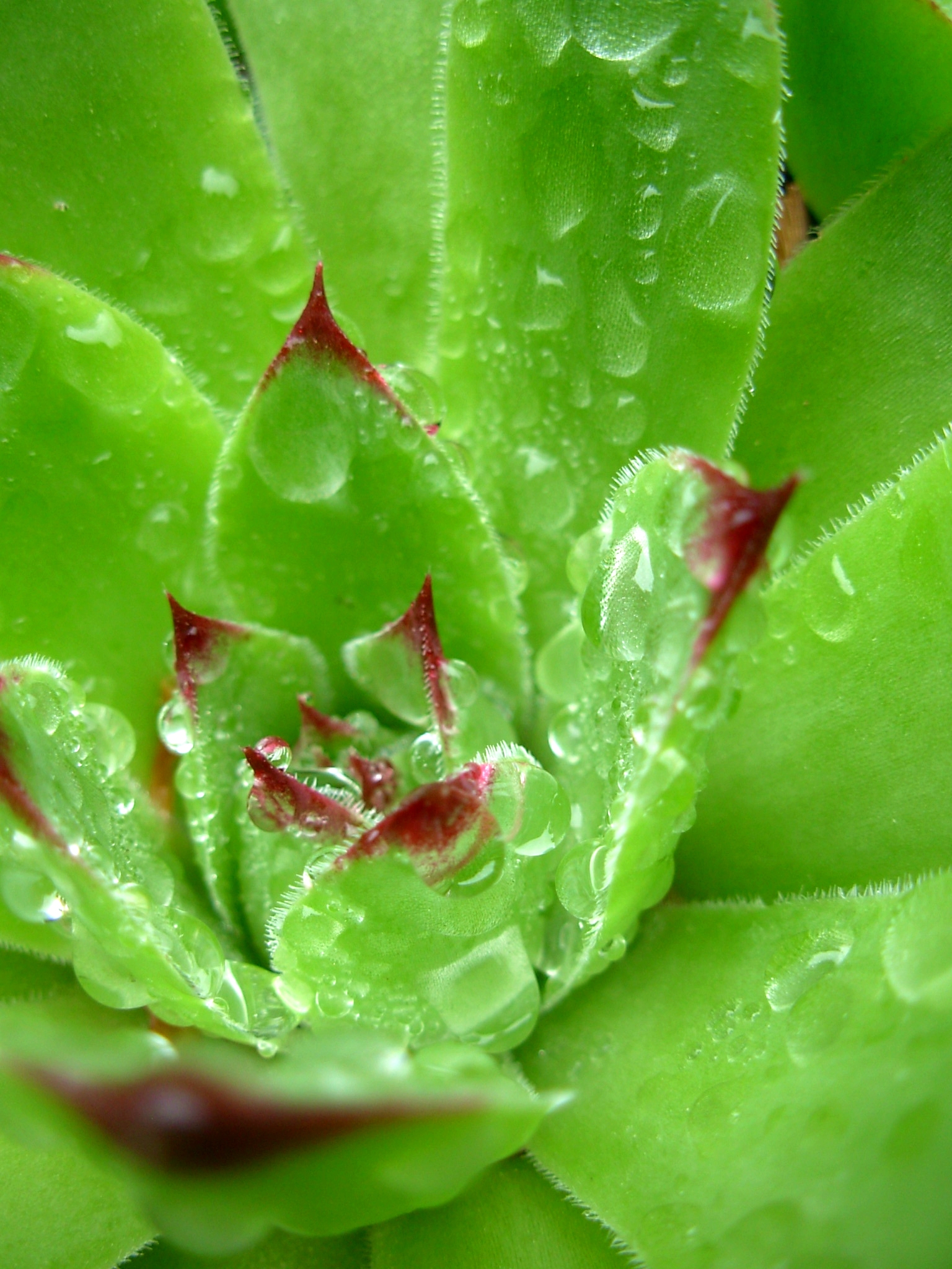 Hens And Chicks (user submitted)