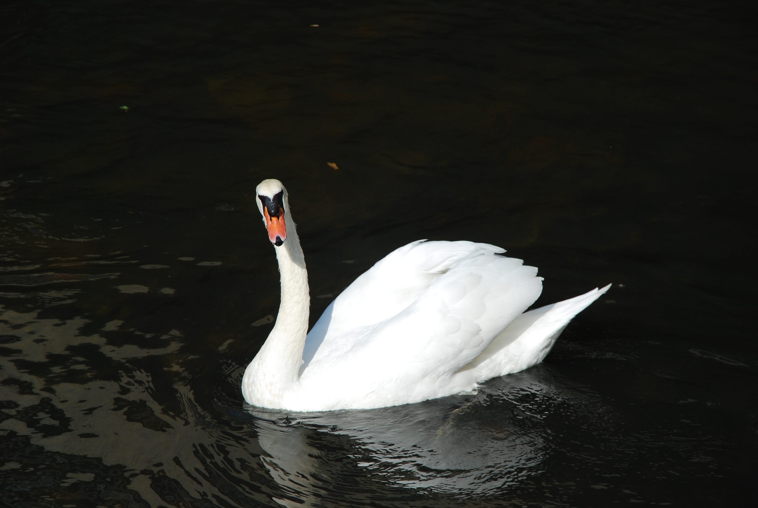 Swan Lake (user submitted)
