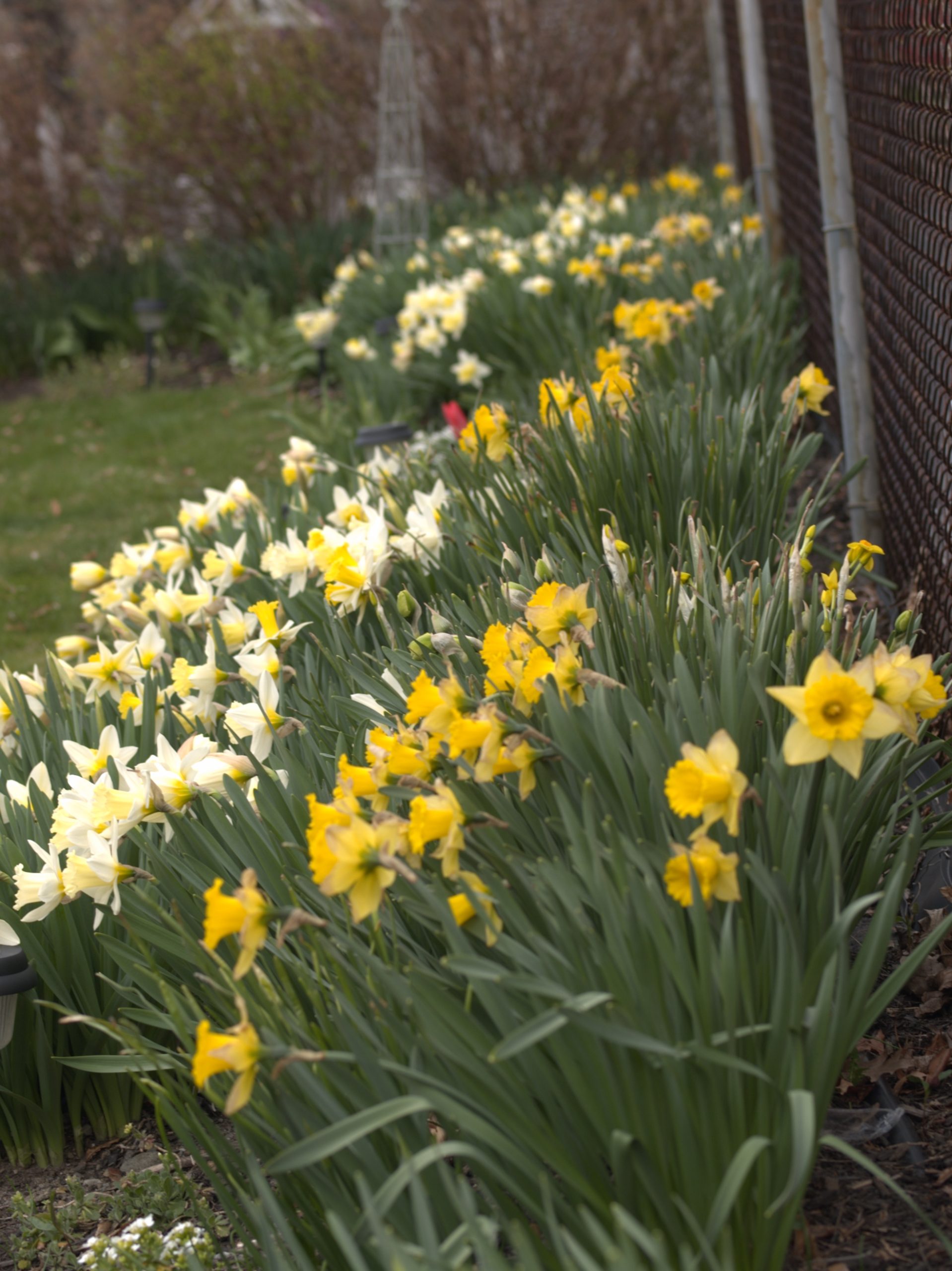 Early Spring Bulb Garden (user submitted)