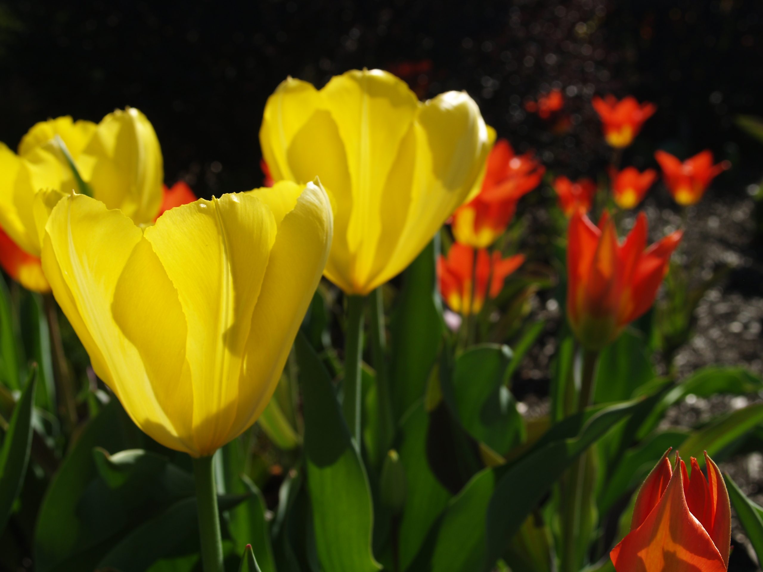 Tulips (user submitted)