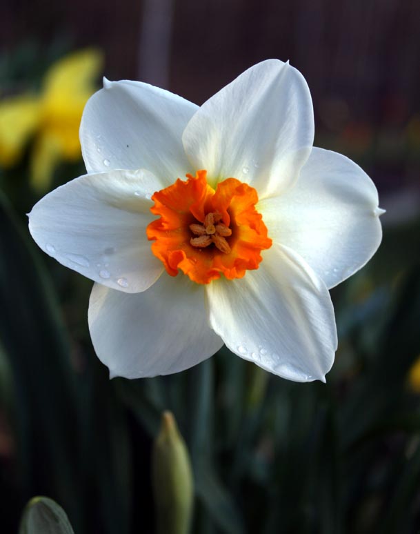 Daffodil (user submitted)