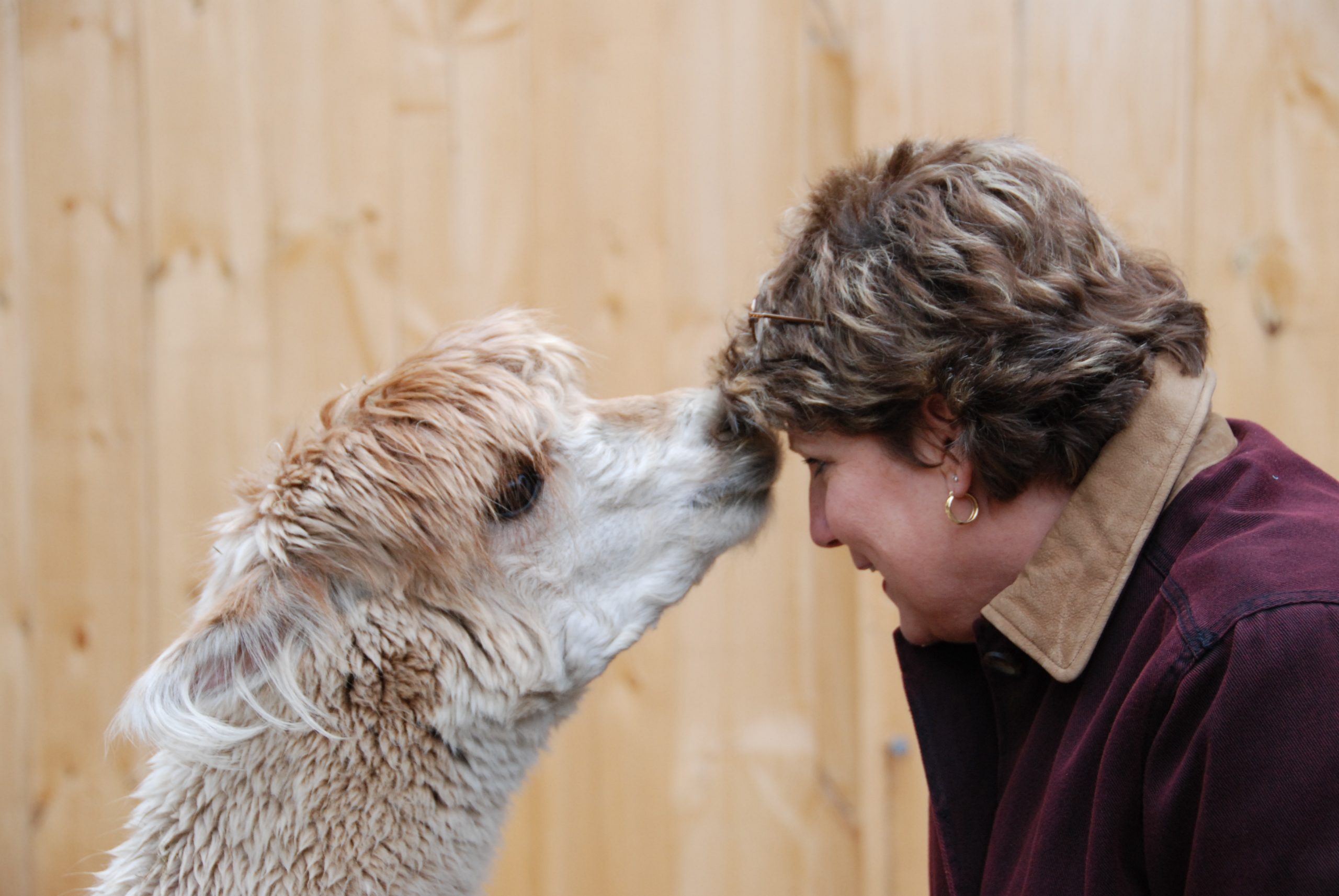 Alpaca Love (user submitted)