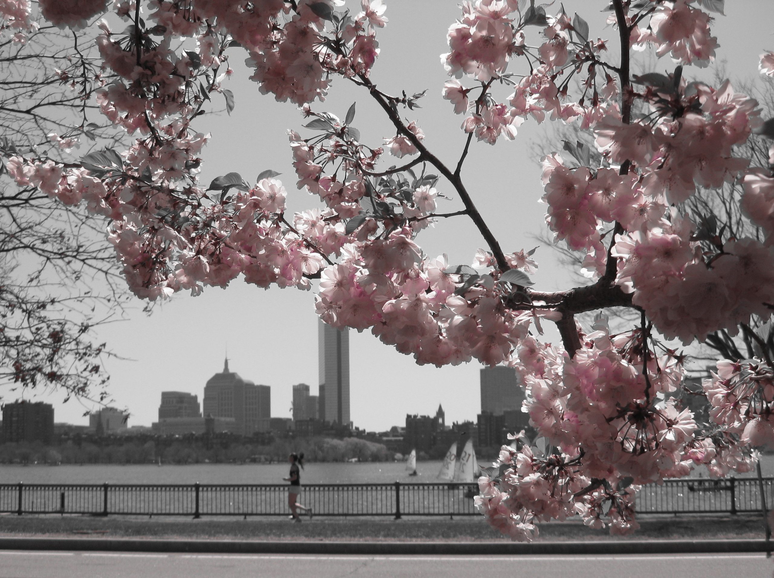 Pink Blossoms On The Charles (user submitted)