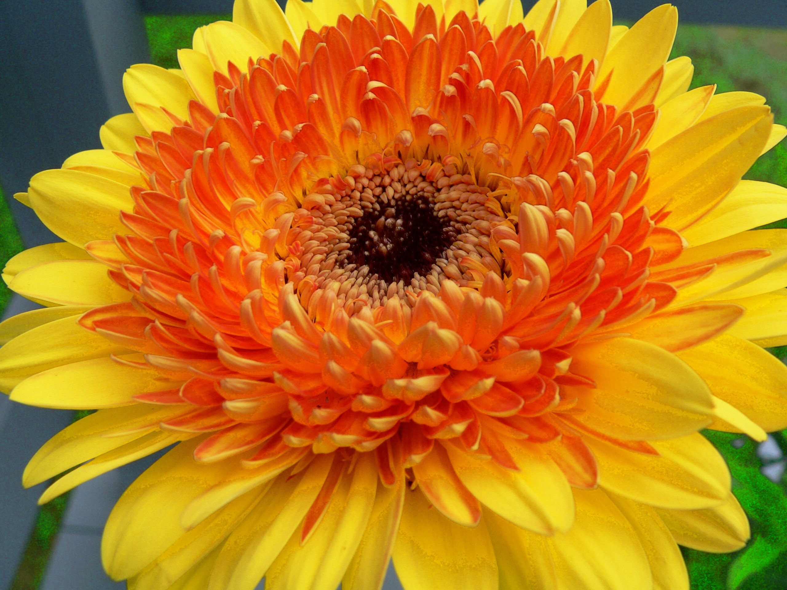 Pineapple Gerbera  (user submitted)