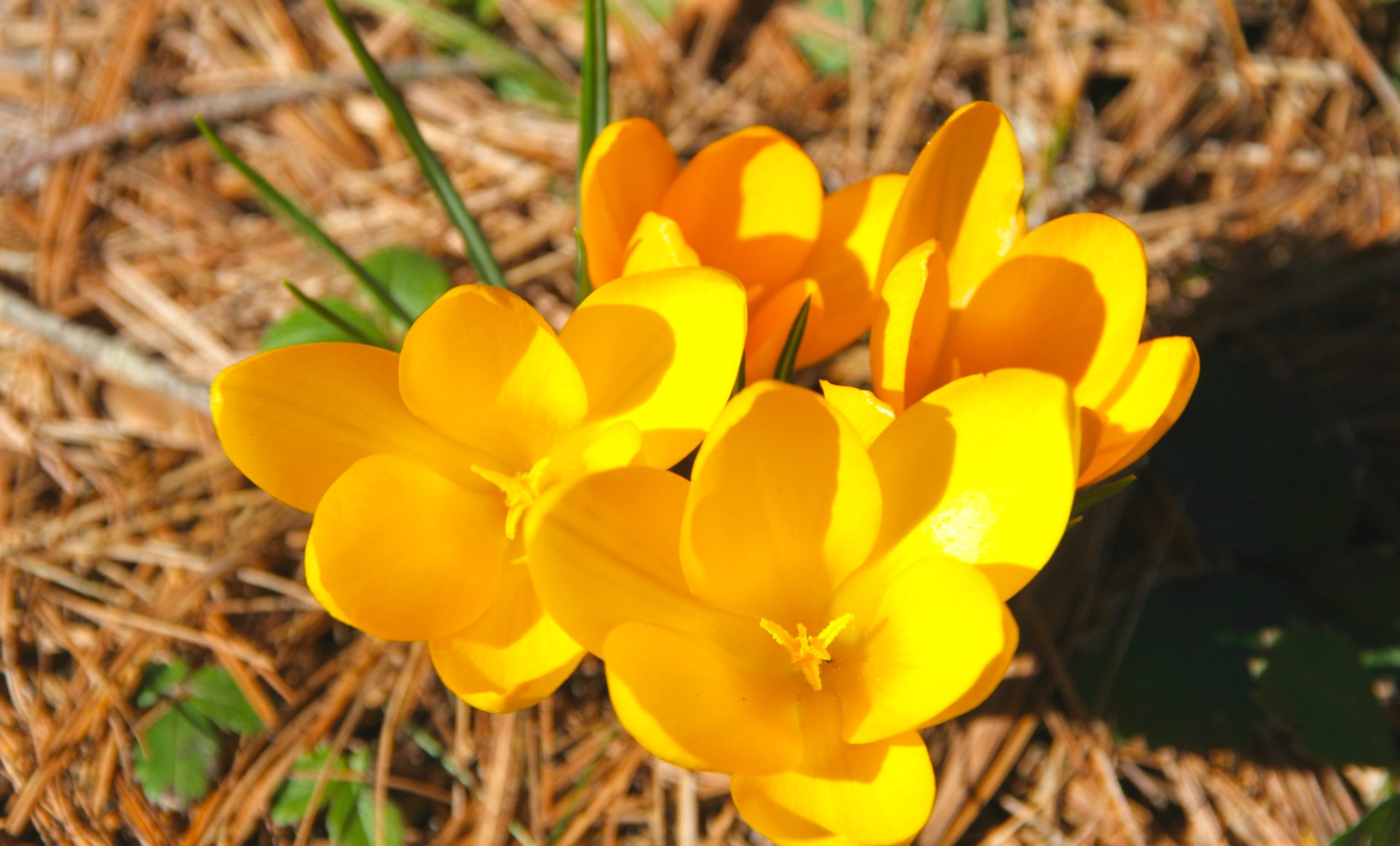 Spring Crocus (user submitted)
