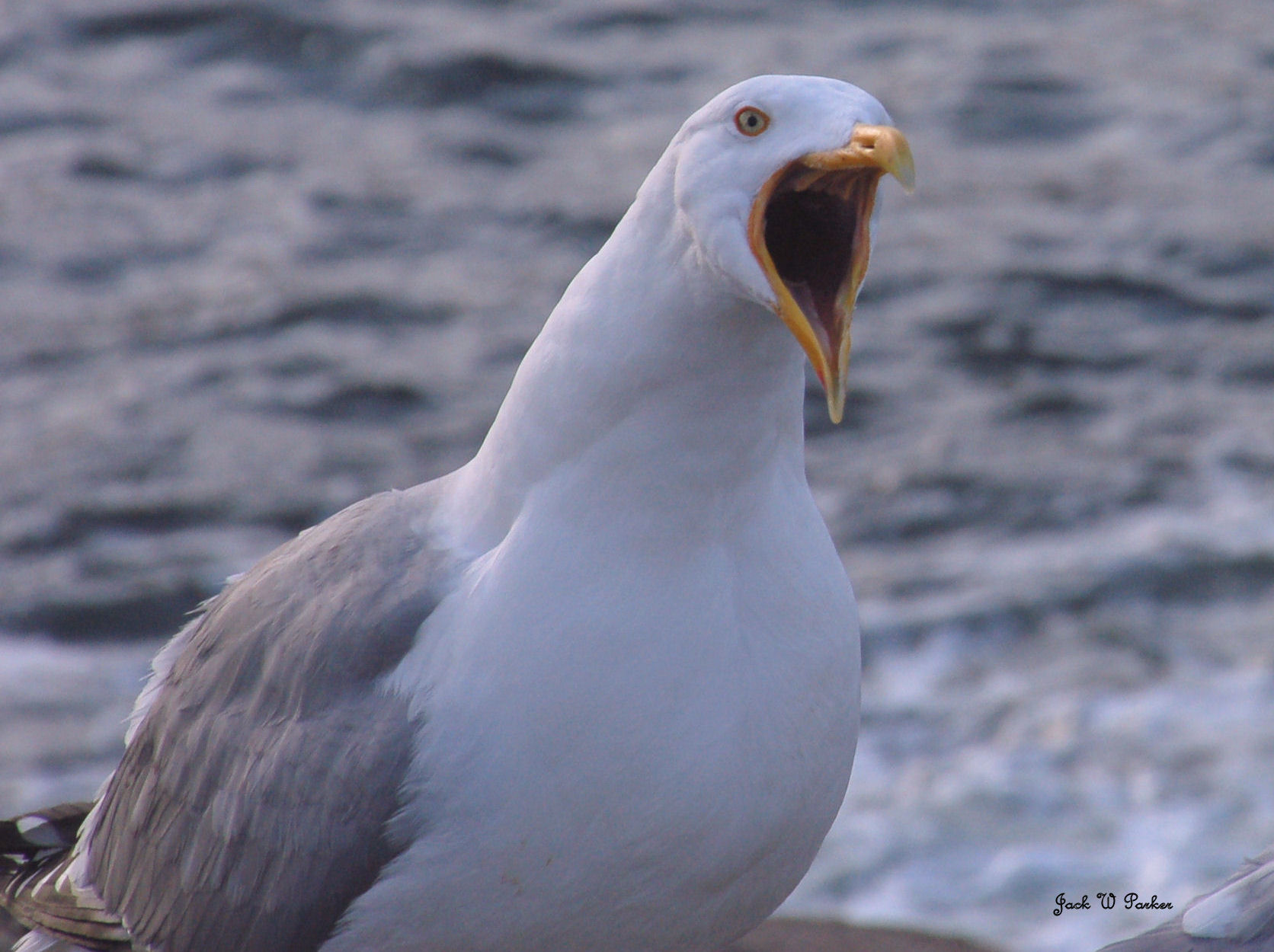 Screaming Gull (user submitted)