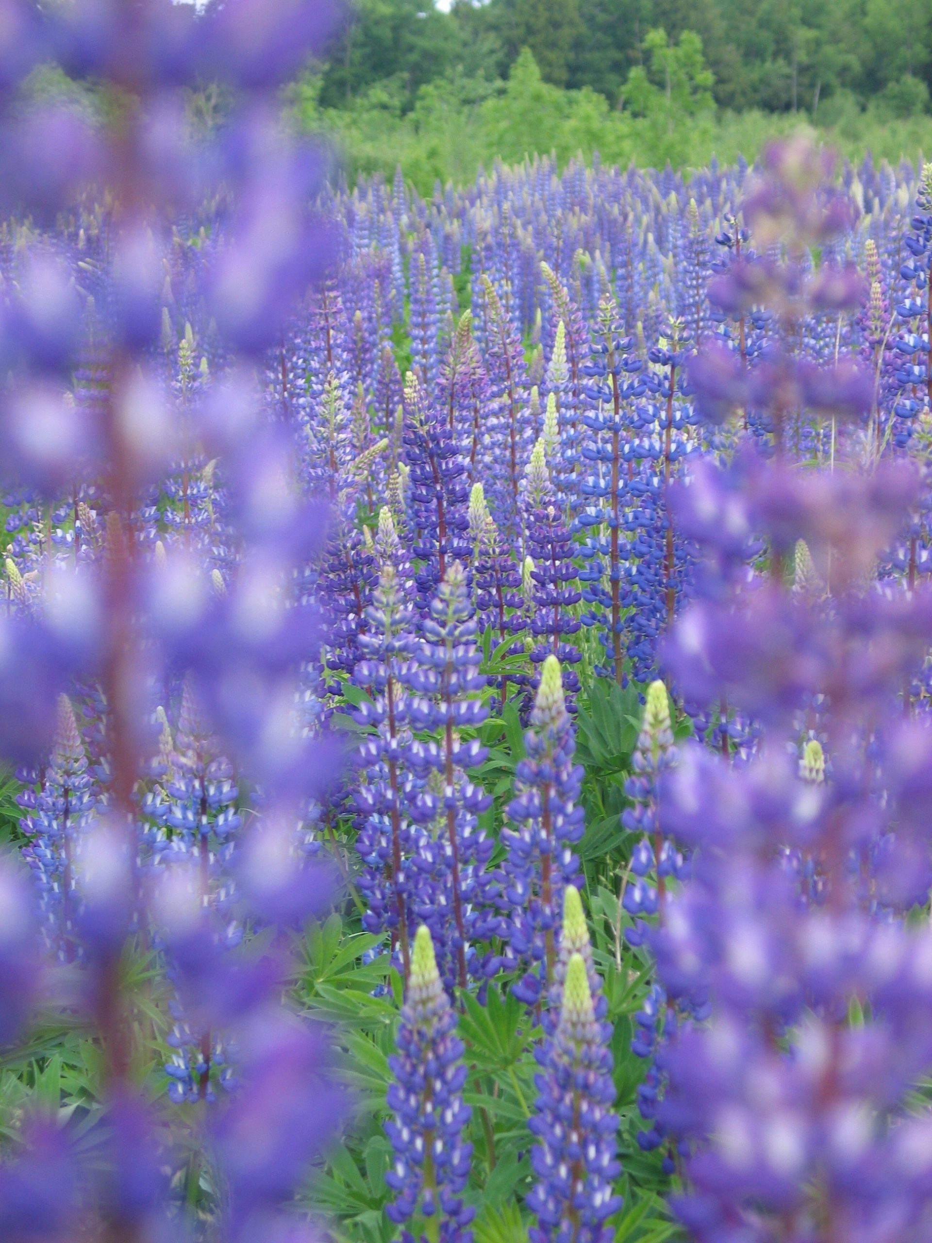 Wild Lupine (user submitted)