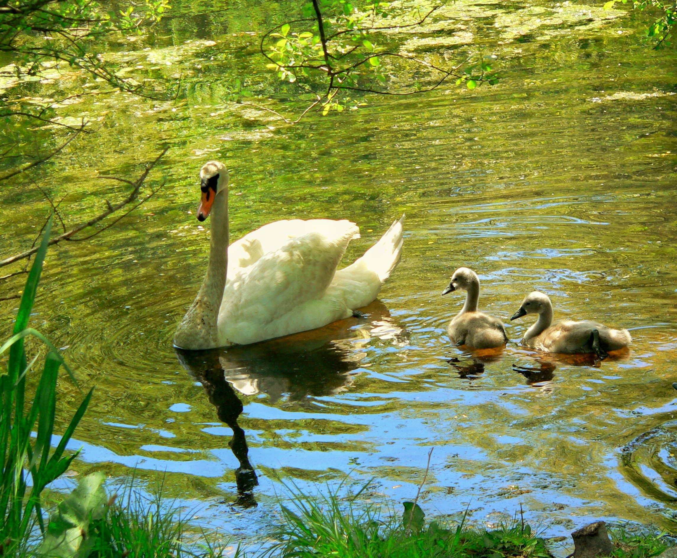 Mother Swan With Two Of Her Cygnets (user submitted)
