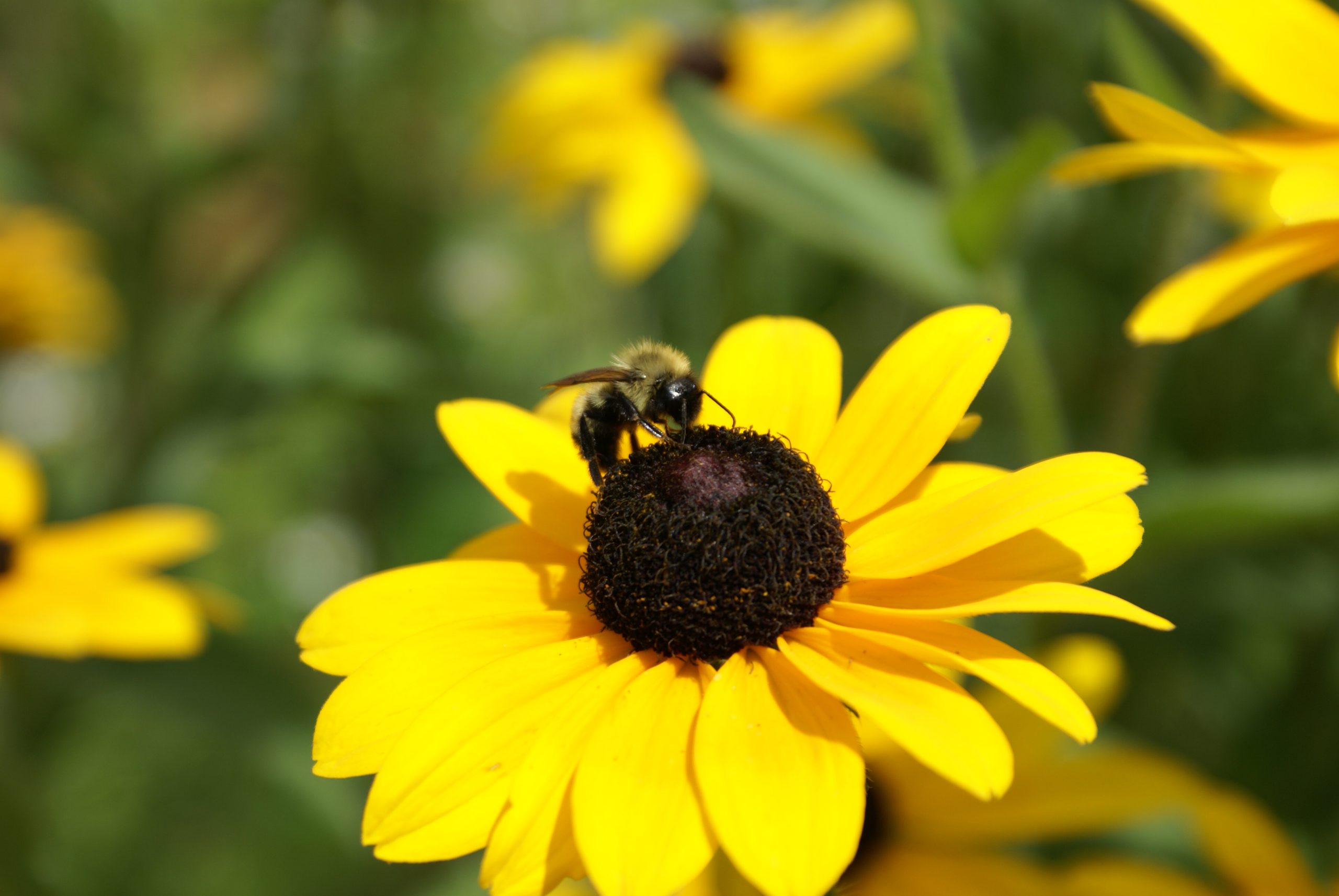 Rudbeckia Pollenator (user submitted)