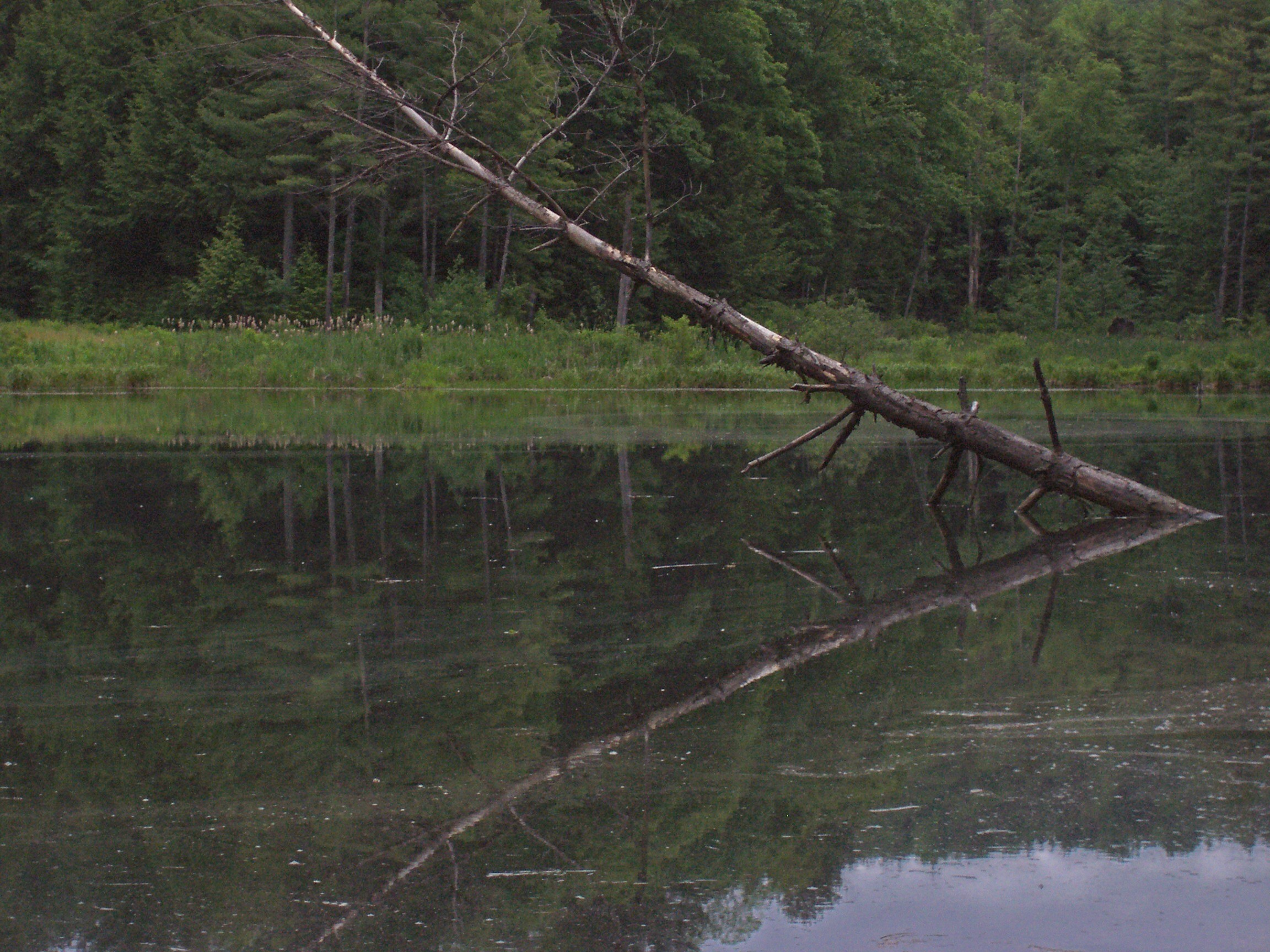 Old Fallen Tree In The Pond (user submitted)