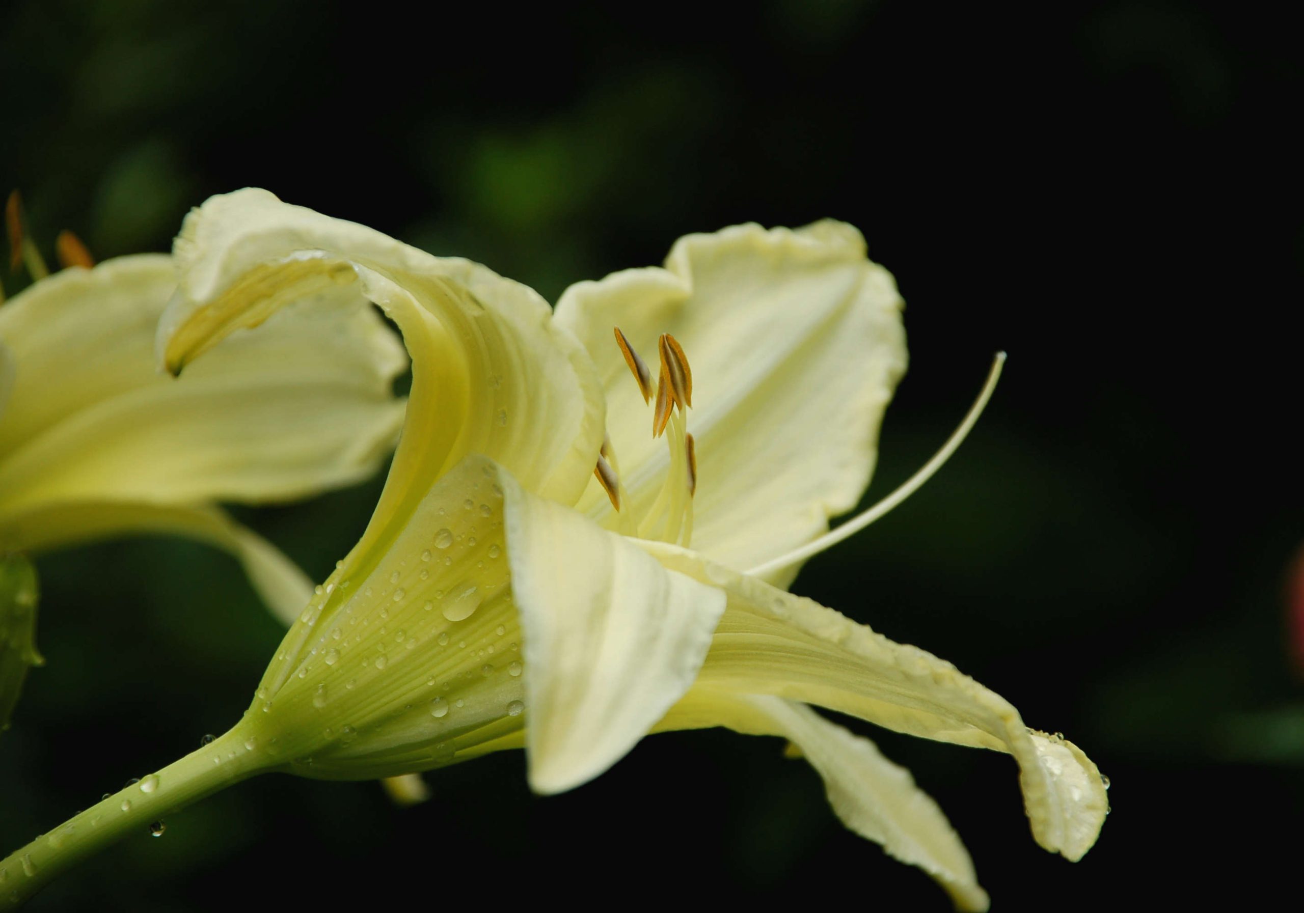 Ice Carnival Daylily - New England