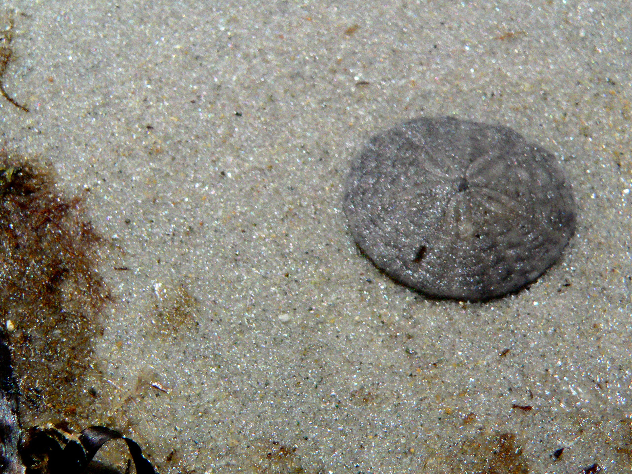 Sand Dollar (user submitted)
