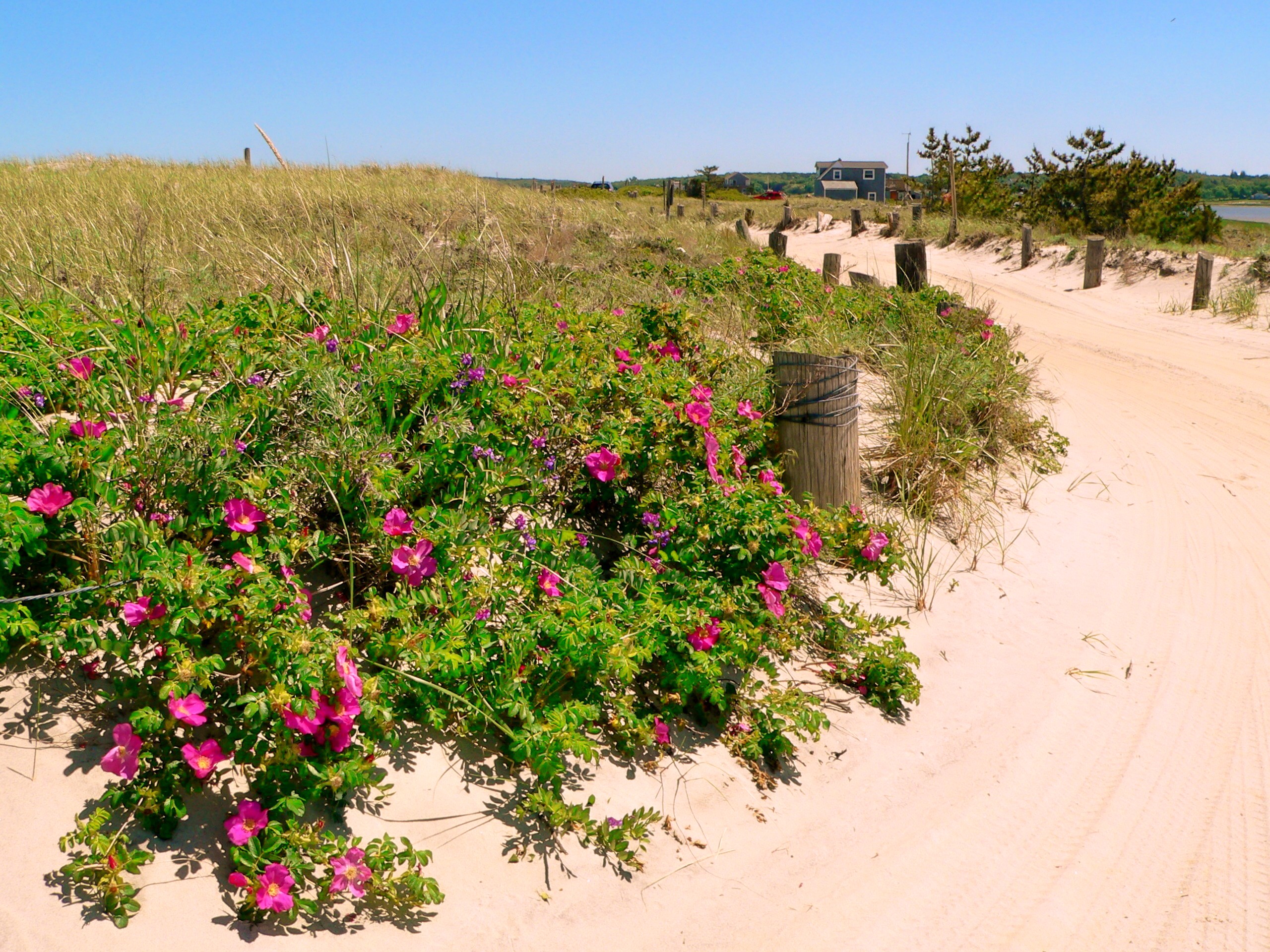 Beach Roses Along Road (user submitted)